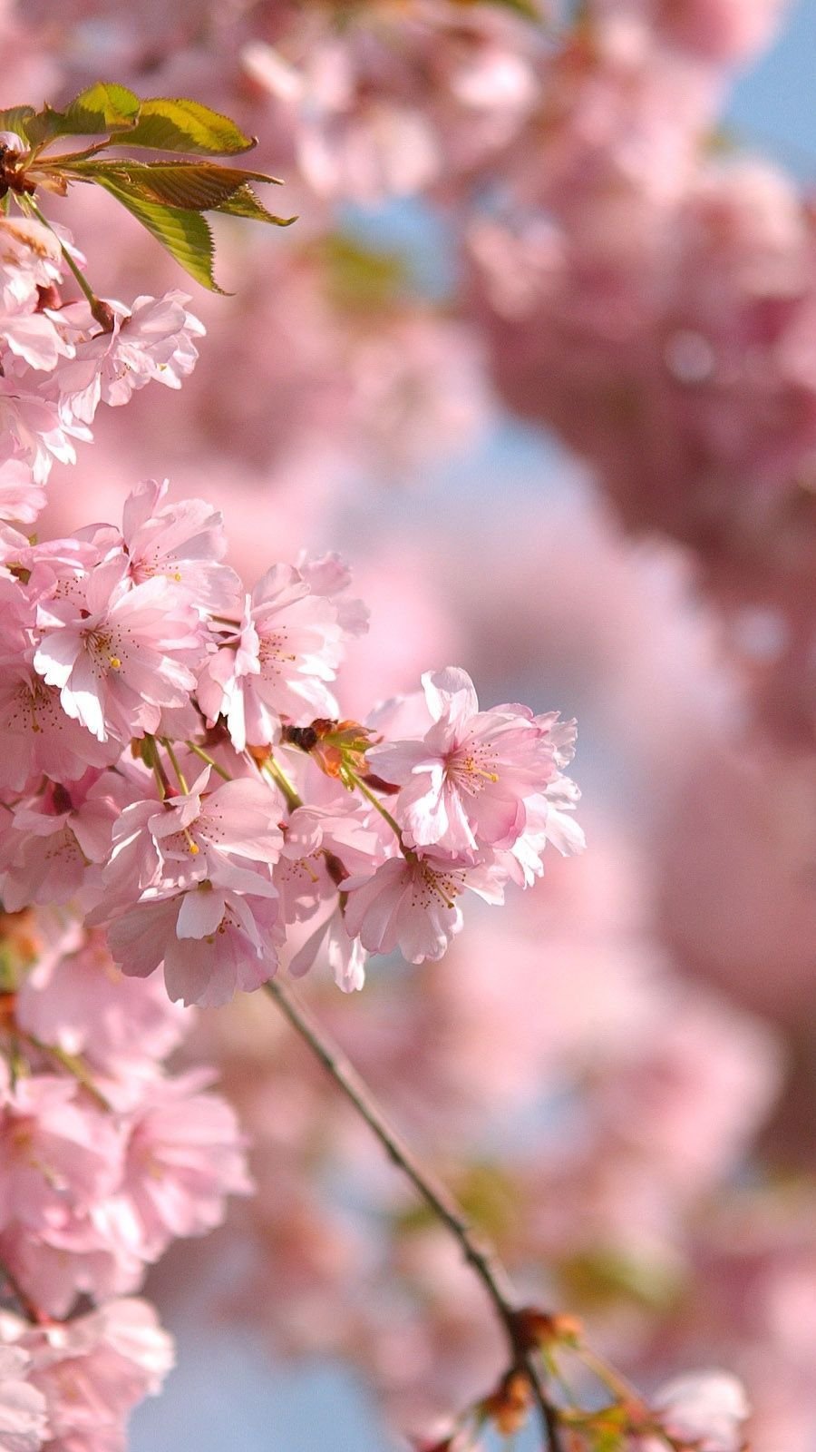 Cherry blossoms Wallpaper Download