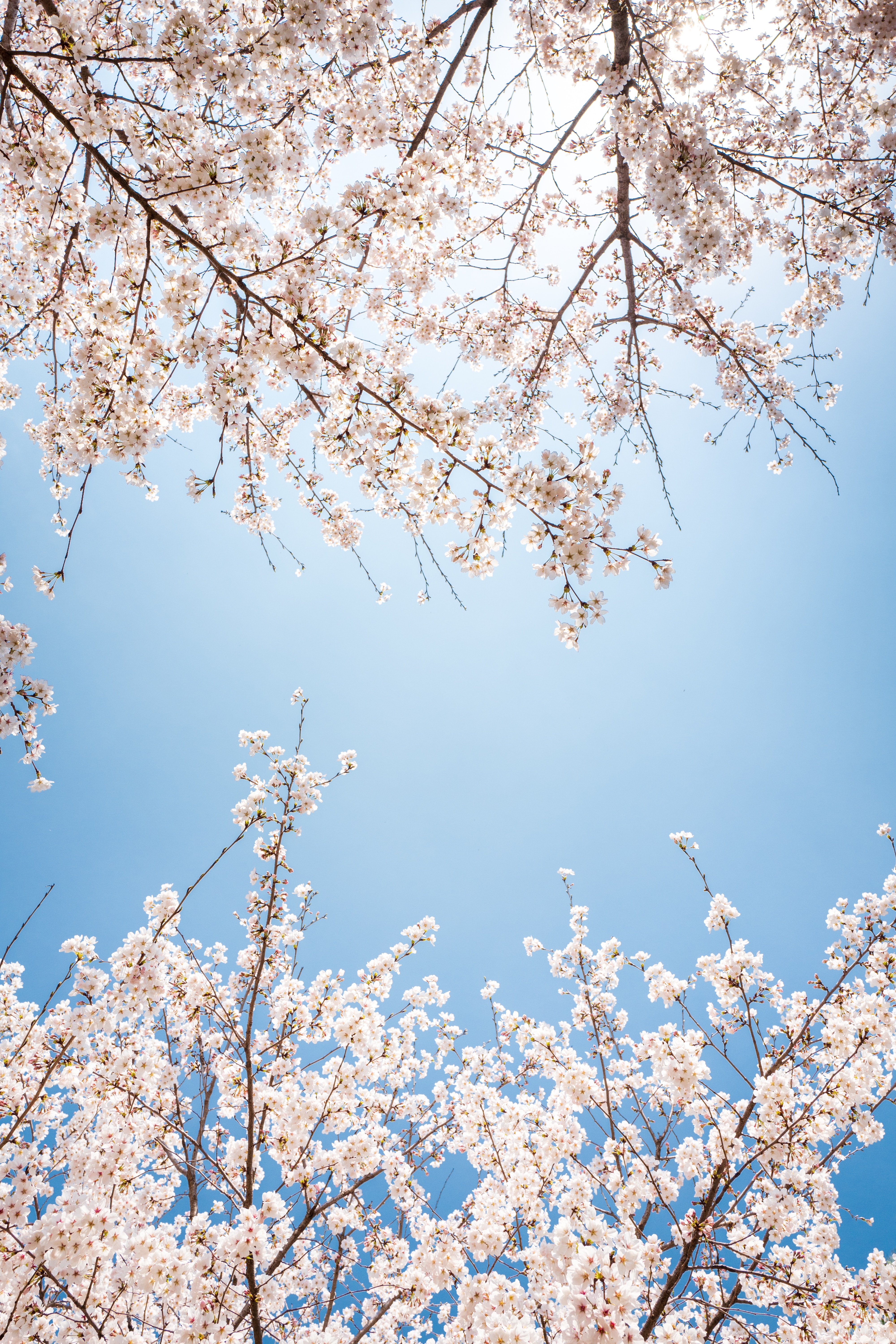 white cherry blossom wallpaper pack