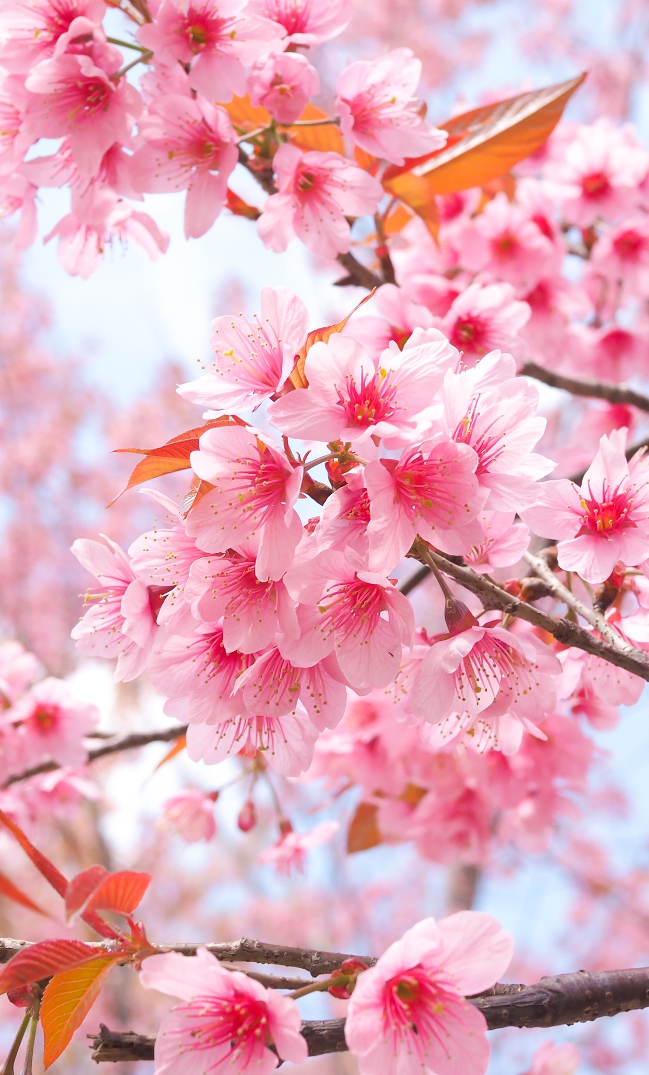 Cherry Blossom Tree Branches 4k iPhone HD 4k Wallpaper, Image, Background, Photo and Picture