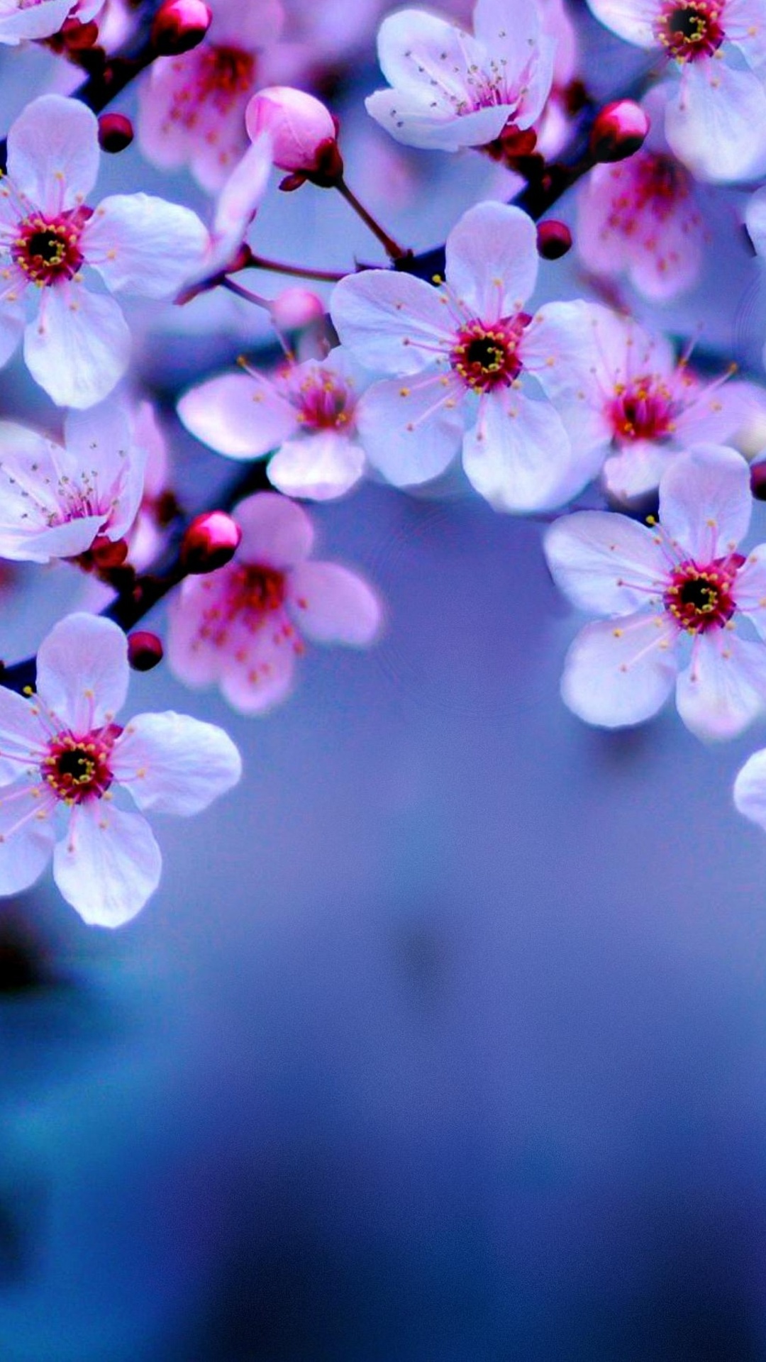 Cherry Blossom 4k iPhone 7, 6s, 6 Plus, Pixel xl , One Plus 3, 3t, 5 HD 4k Wallpaper, Image, Background, Photo and Picture