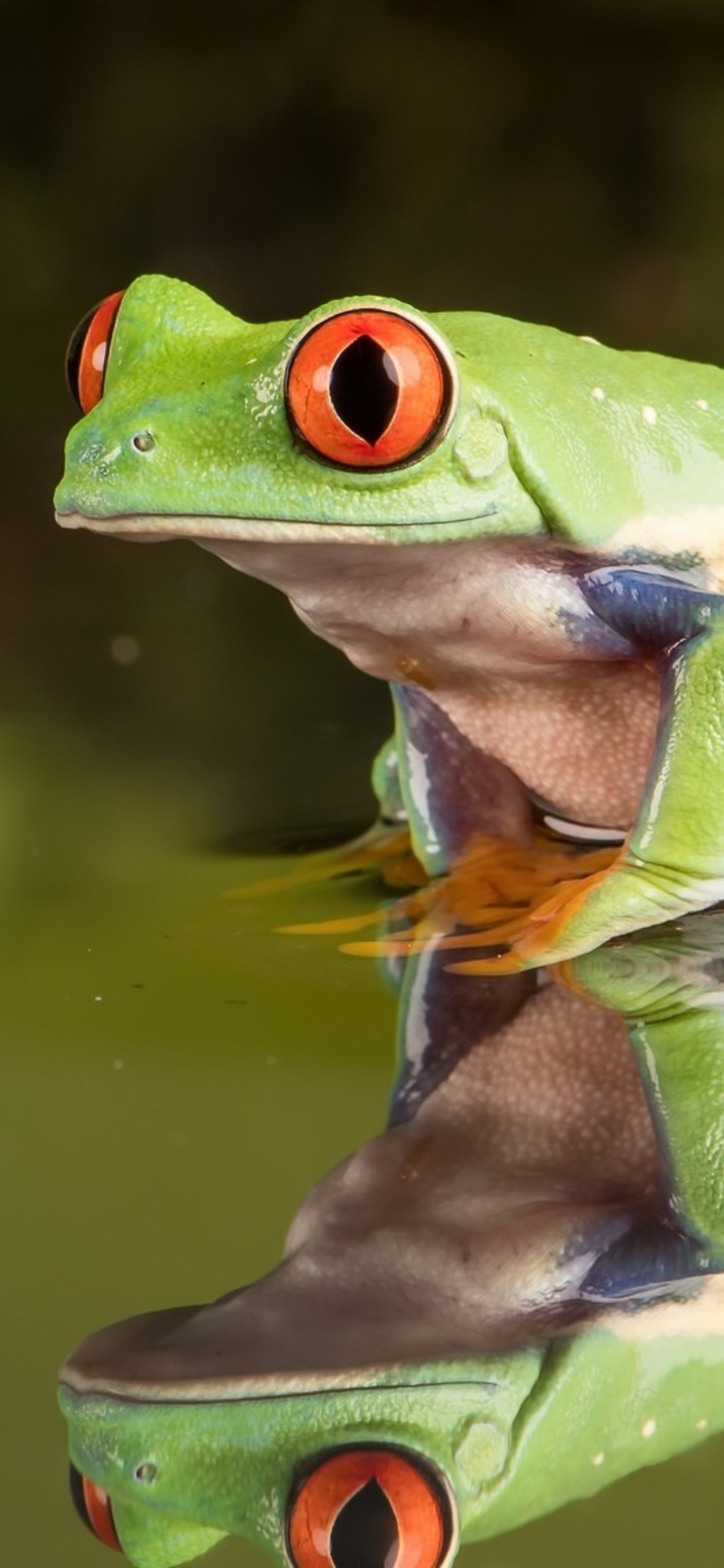 Frog iPhone XS, iPhone 10, iPhone X HD 4k Wallpaper, Image, Background, Photo and Picture