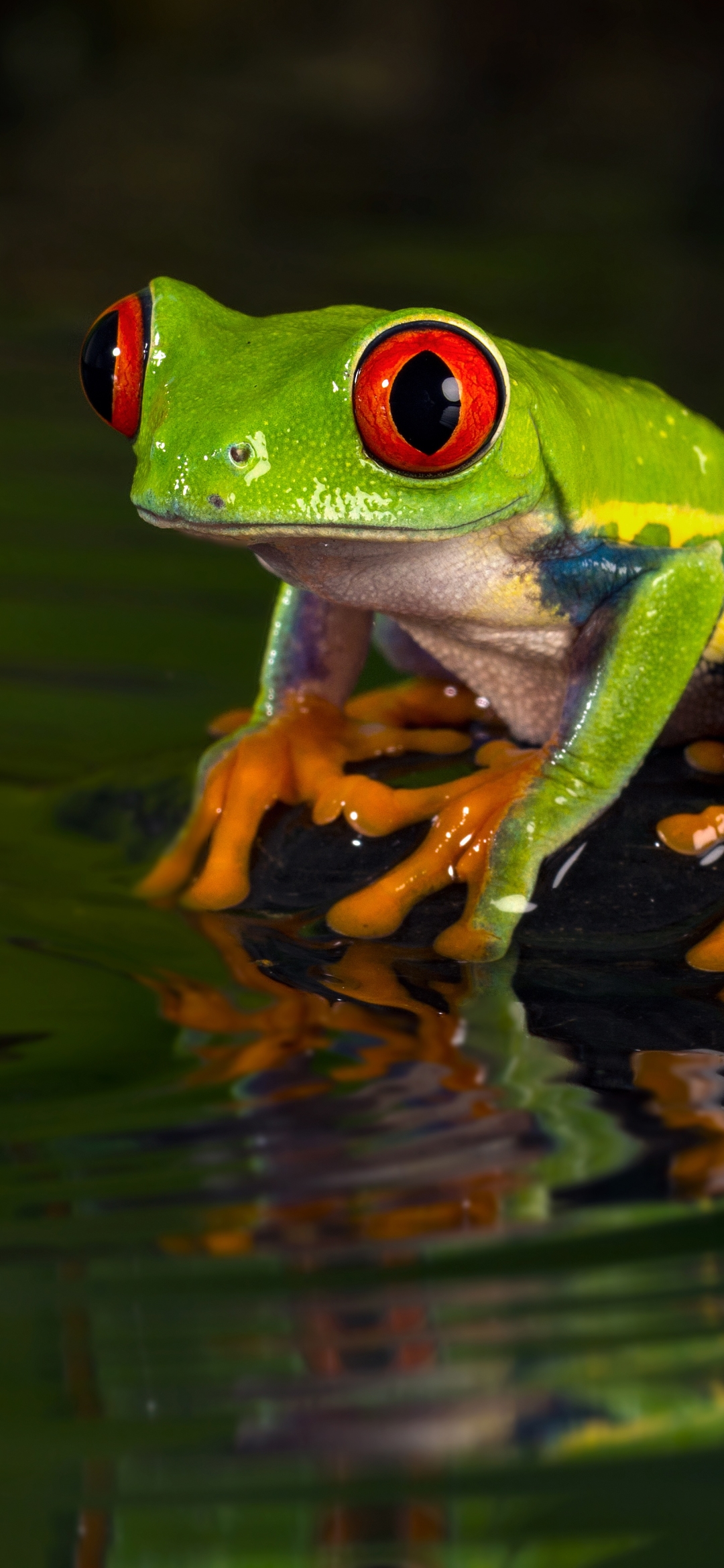 Red Eyed Tree Frog Phone Wallpaper