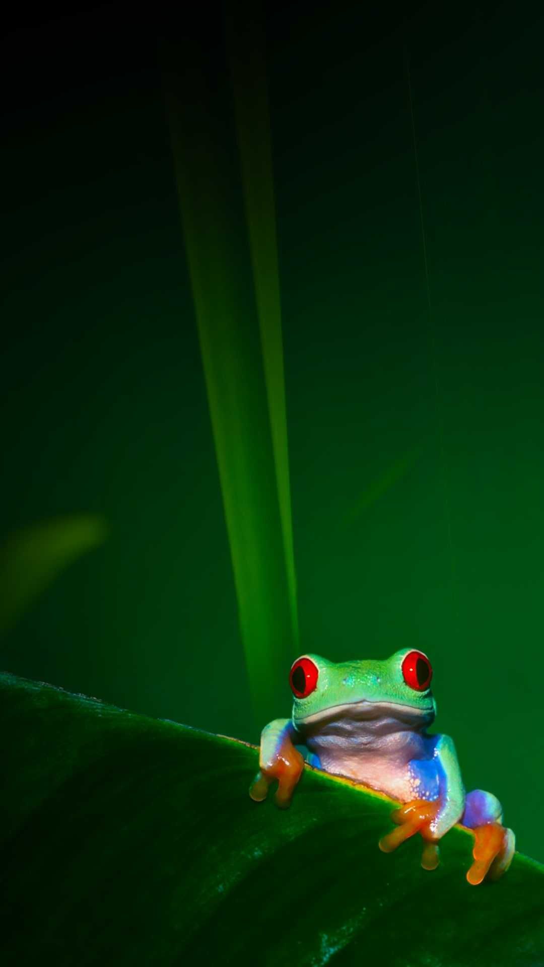 Frog Wallpaper Discover More Cute Frog, Frog, Green Frog Wallpaper. /frog Wallpaper. Frog Wallpaper, Wallpaper Iphone Love, IPhone Wallpaper