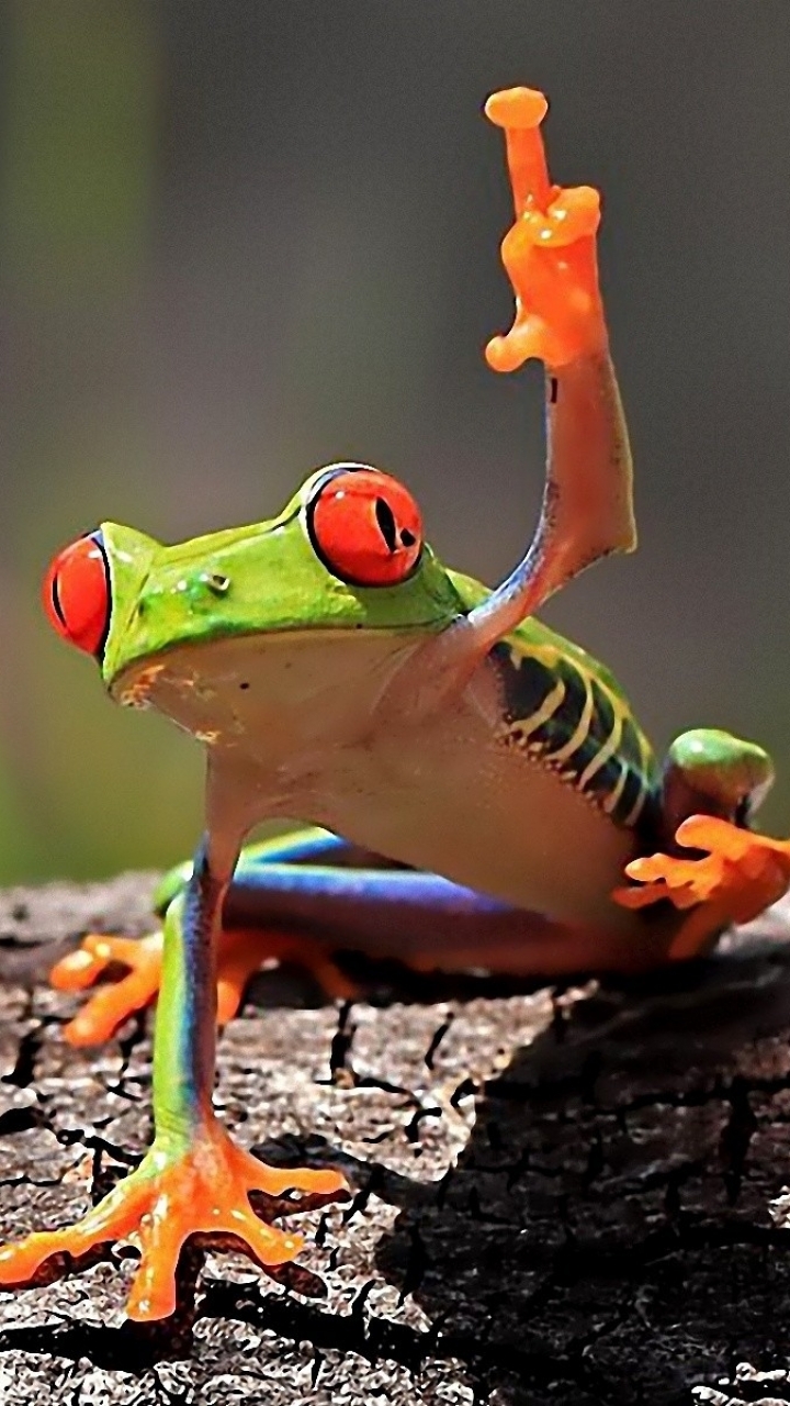 Red Eyed Tree Frog Phone Wallpaper