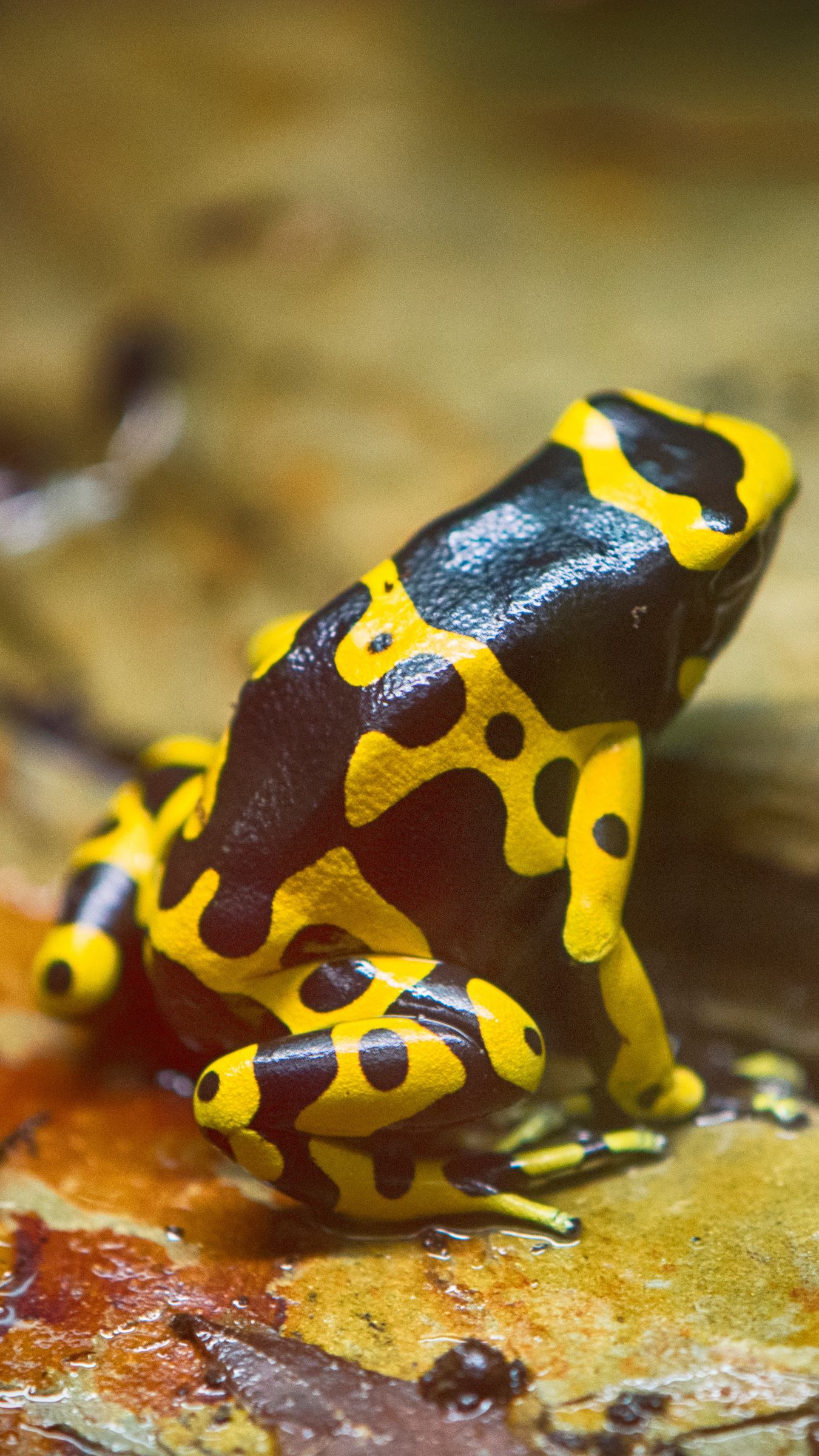 Download wallpaper 1350x2400 frog, yellow, spotted iphone 8+/7+/6s+/for parallax HD background