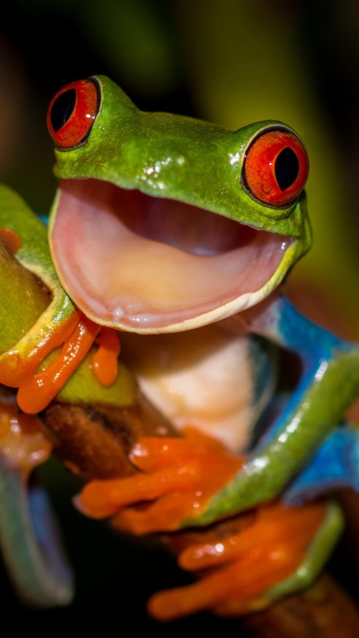 Red Eyed Tree Frog Phone Wallpaper