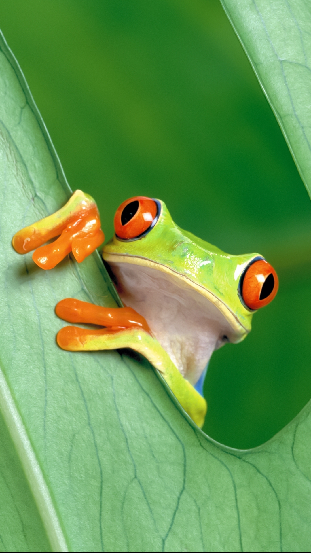 Red Eyed Tree Frog Phone Wallpaper