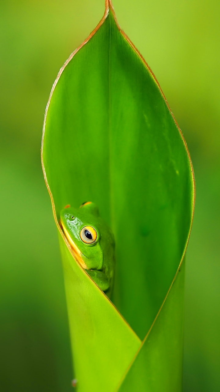 Frog Phone Wallpaper