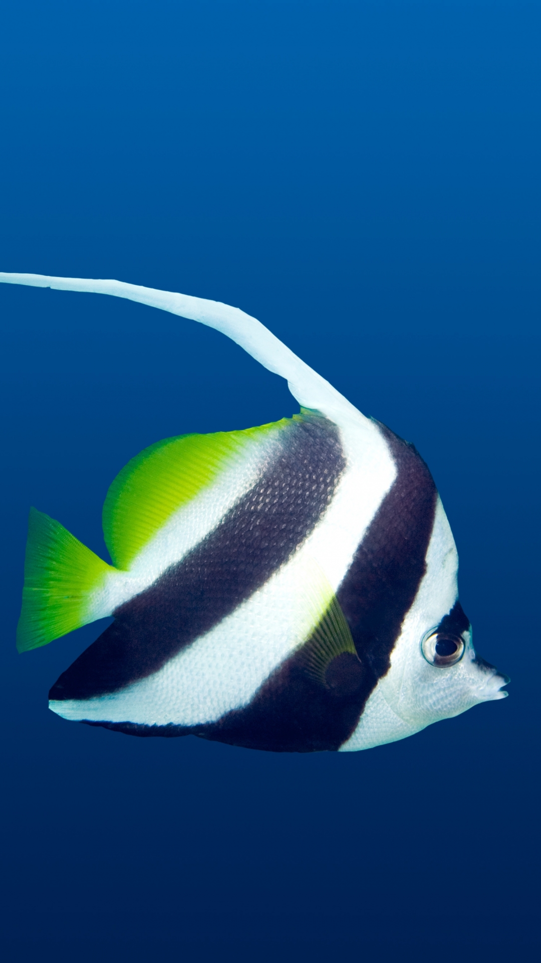 Fish Phone Wallpaper