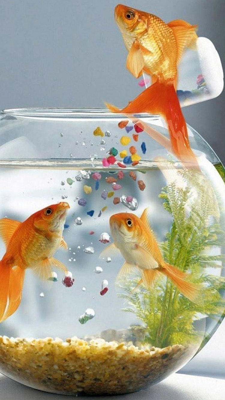 Funny Fish Free Download Wallpaper for Phones