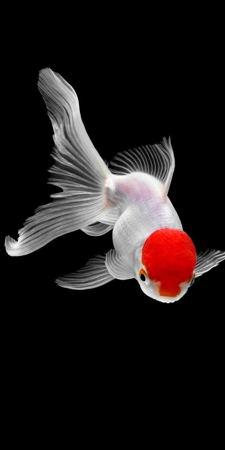 White fish Wallpaper Download