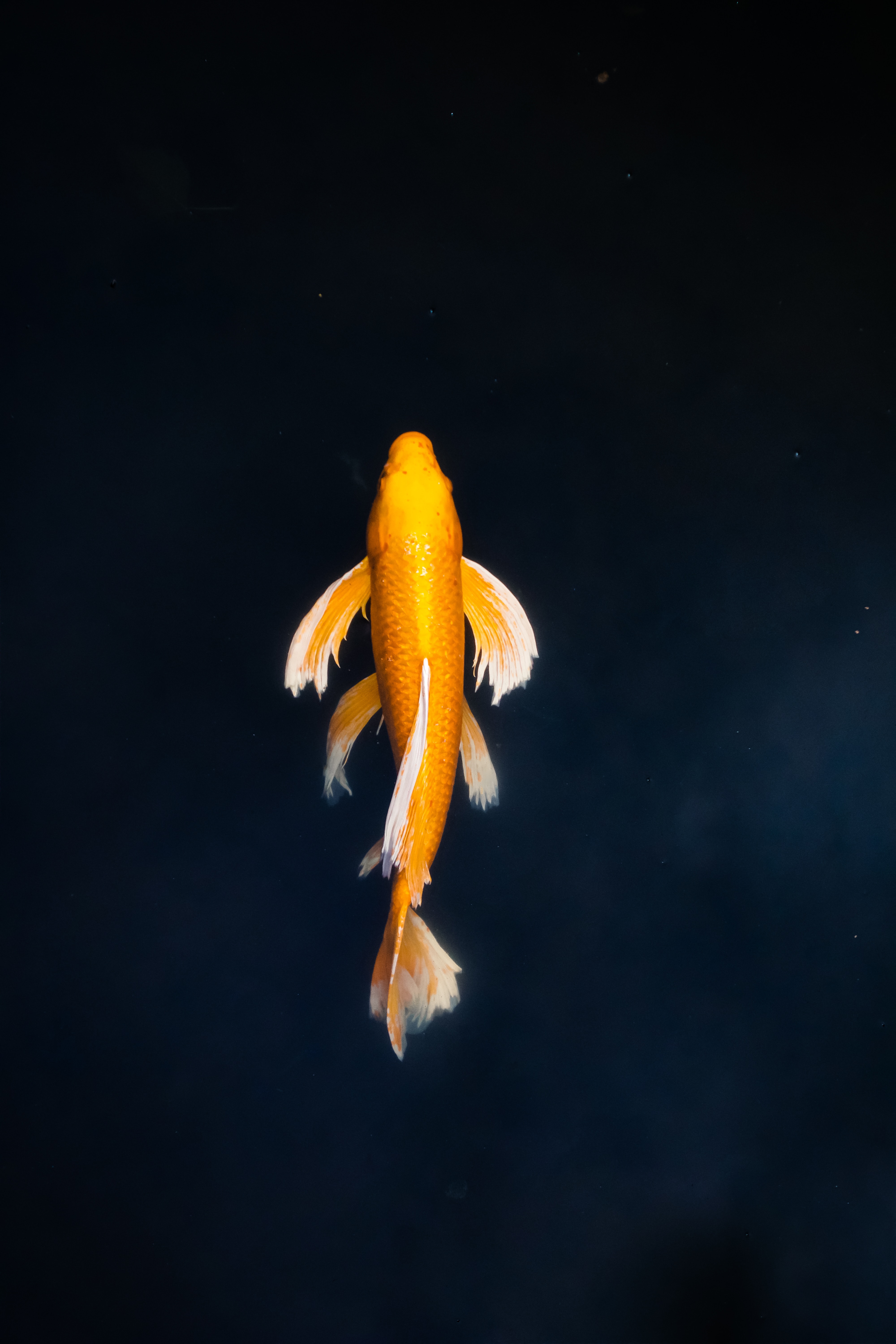 Fish Wallpaper: Free HD Download [HQ]