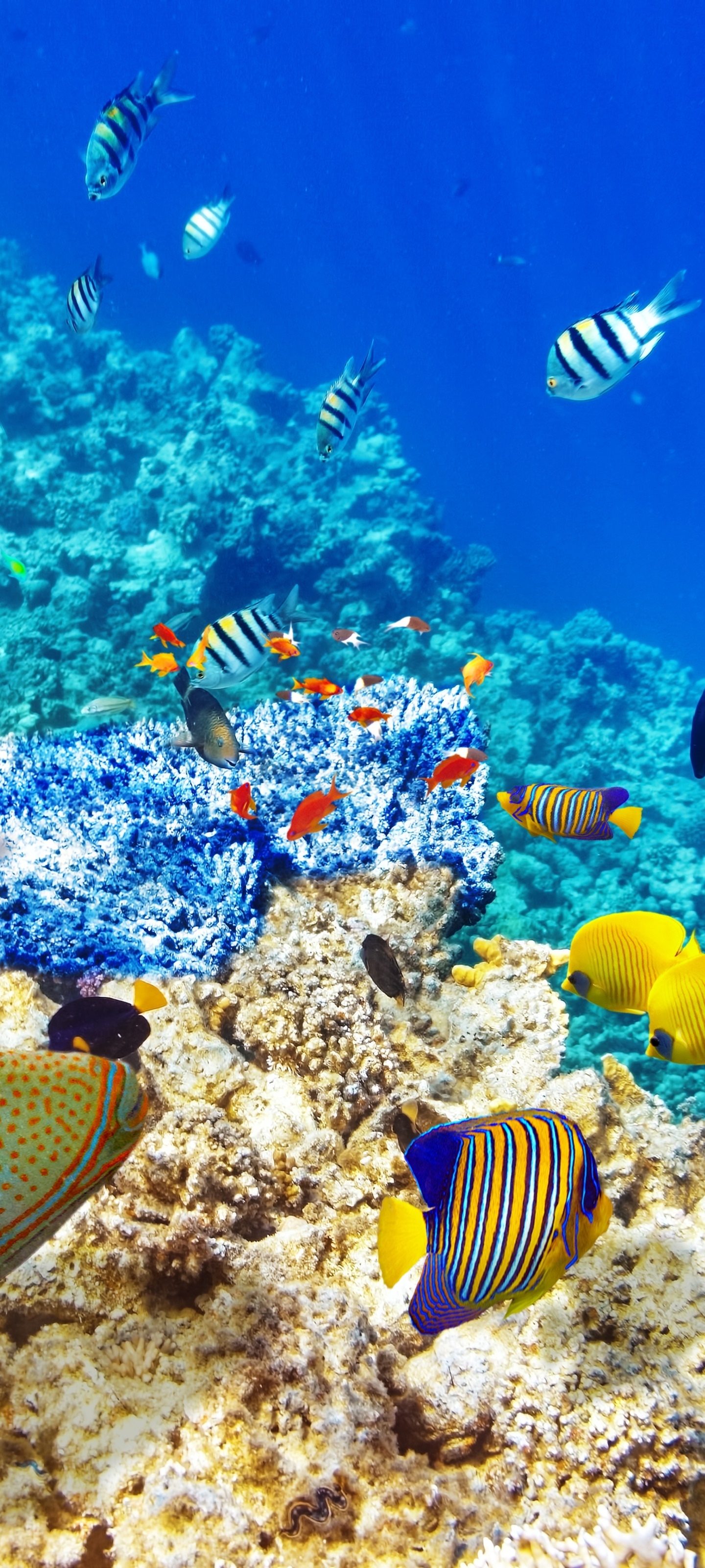 Fish phone wallpaper 1080P, 2k, 4k Full HD Wallpaper, Background Free Download