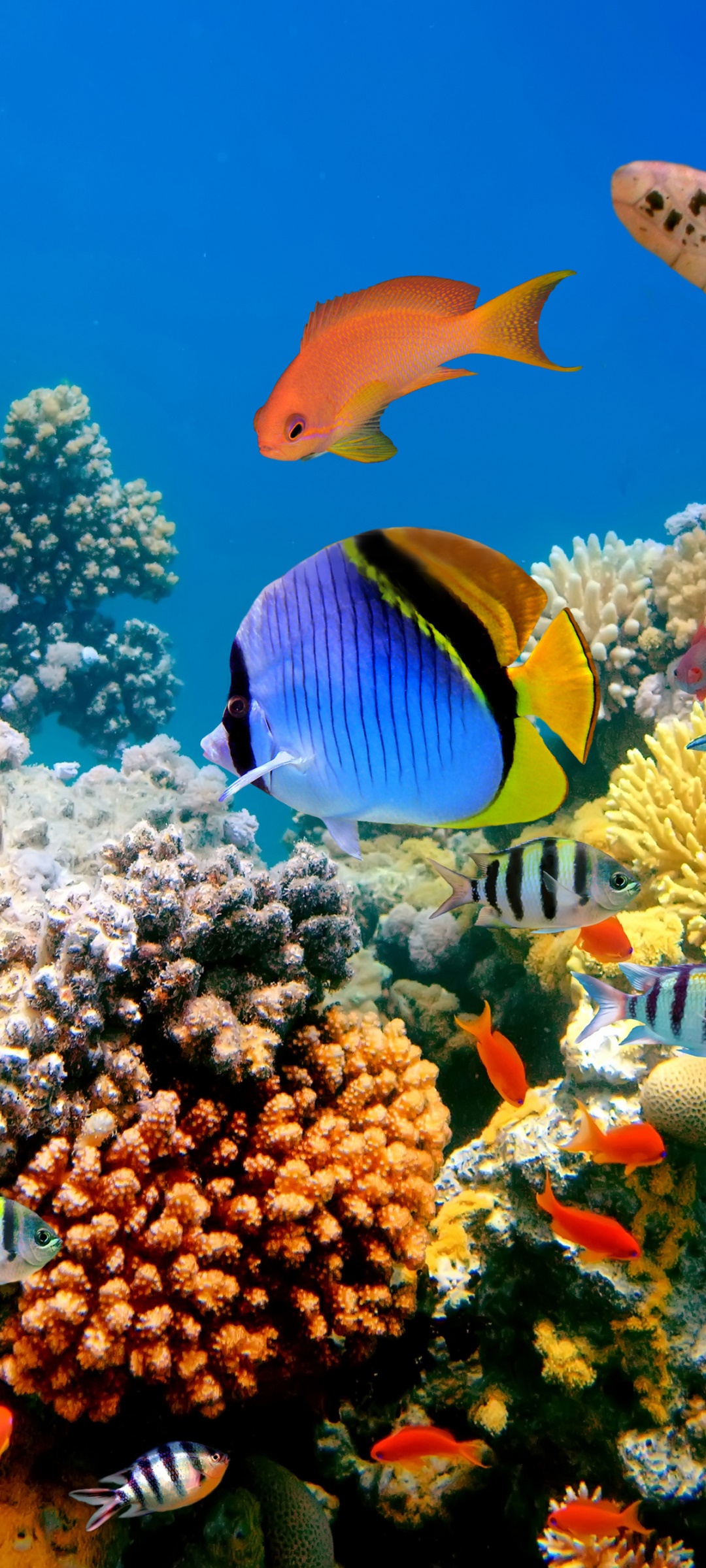 Fish phone wallpaper 1080P, 2k, 4k Full HD Wallpaper, Background Free Download