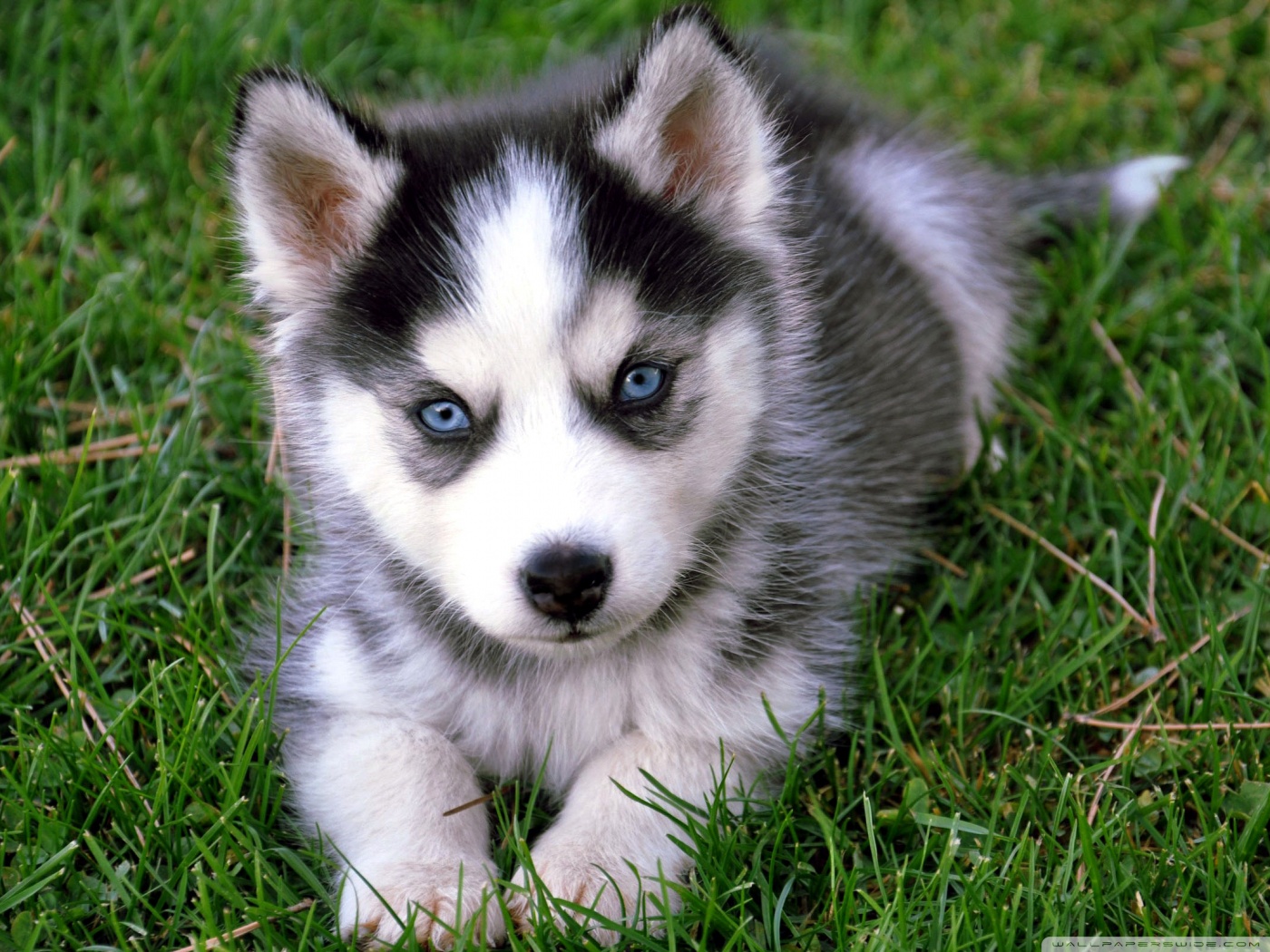 Cute Husky Puppy Ultra HD Desktop Background Wallpaper for 4K UHD TV, Tablet