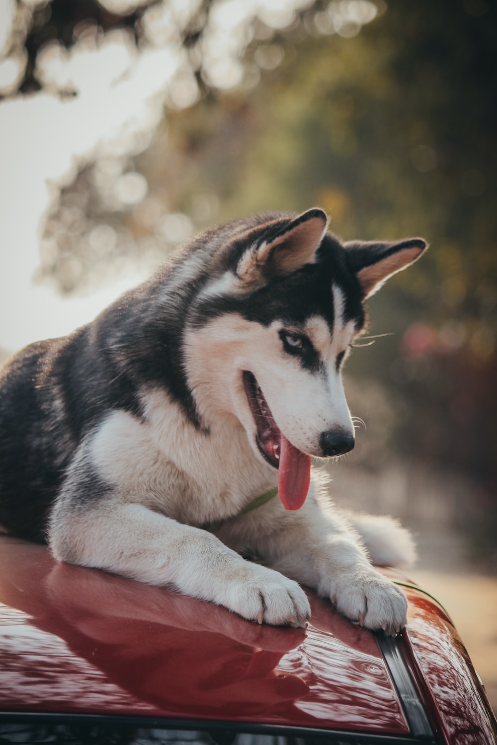 Husky 4K Picture [HD]. Download Free Image