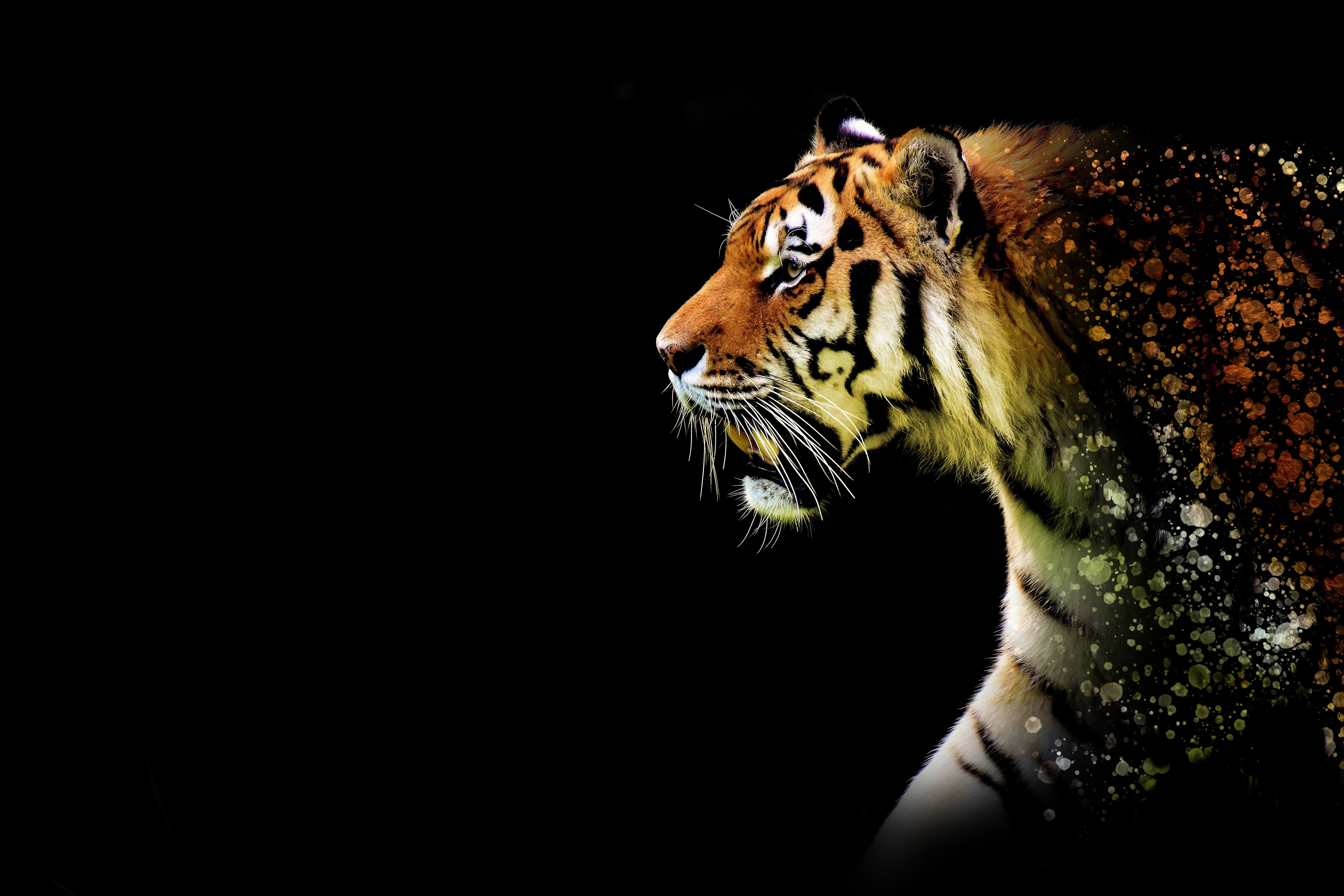 Tiger Abstract 5k, HD Animals, 4k Wallpaper, Image, Background, Photo and Picture