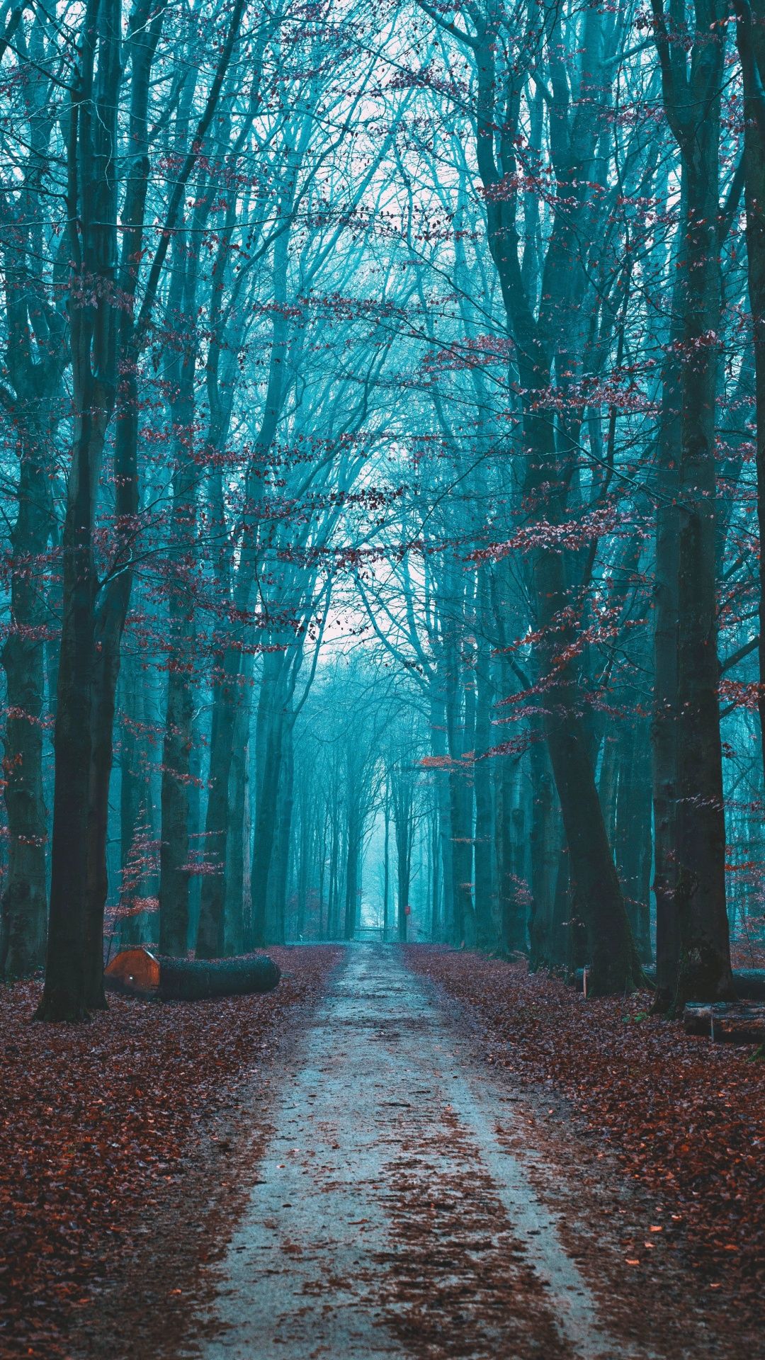 Best Fall iPhone Wallpaper