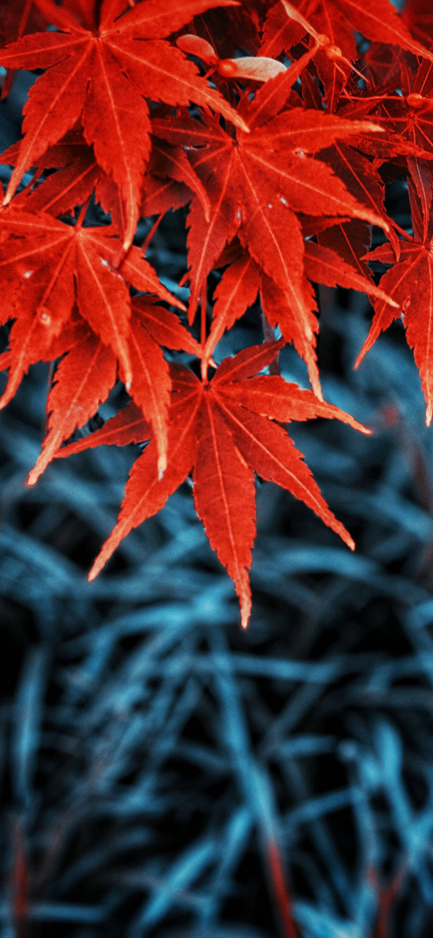 Download Red And Blue Leaves iPhone Wallpaper