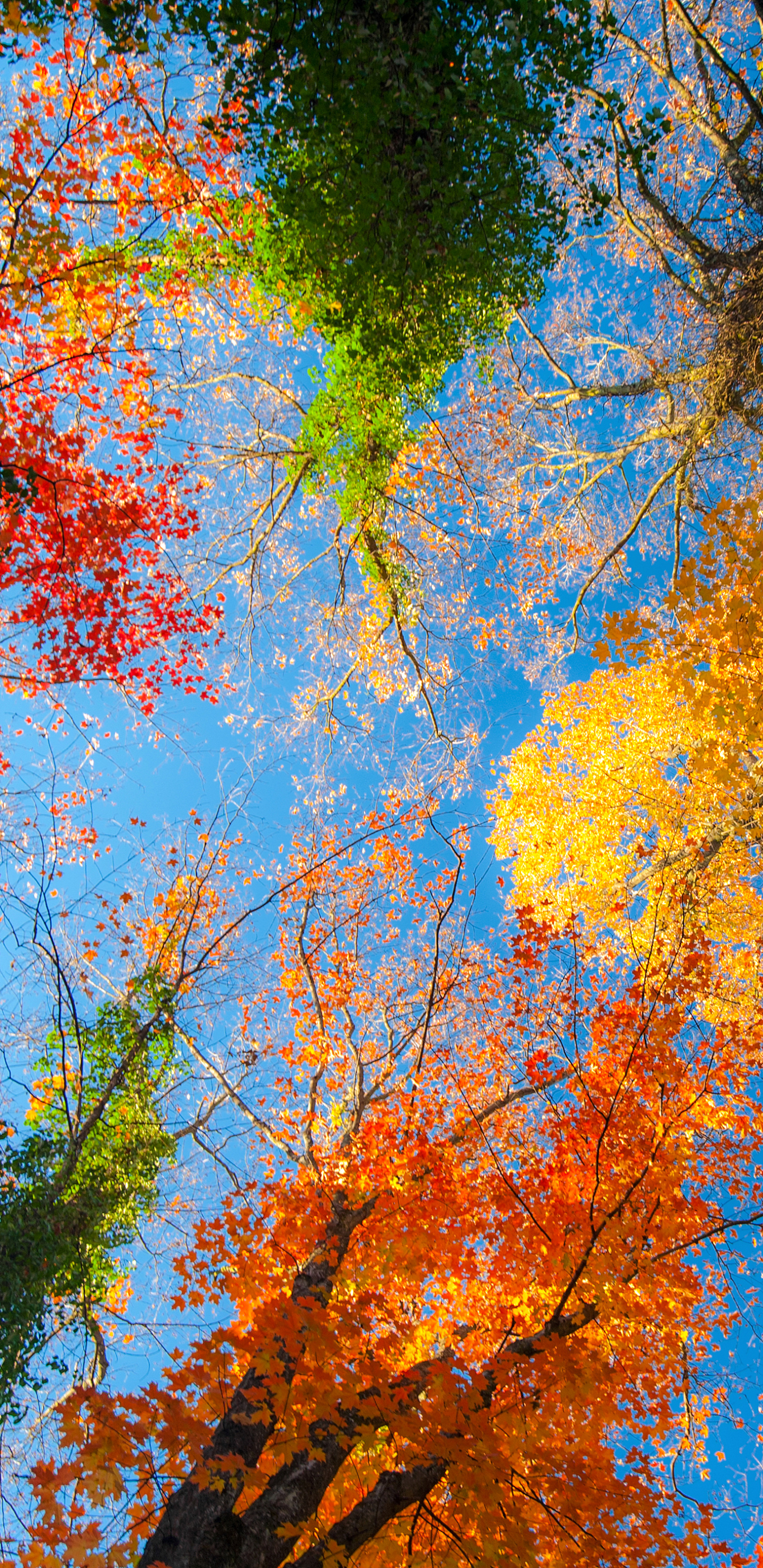 Fall treetops Wallpaper Download