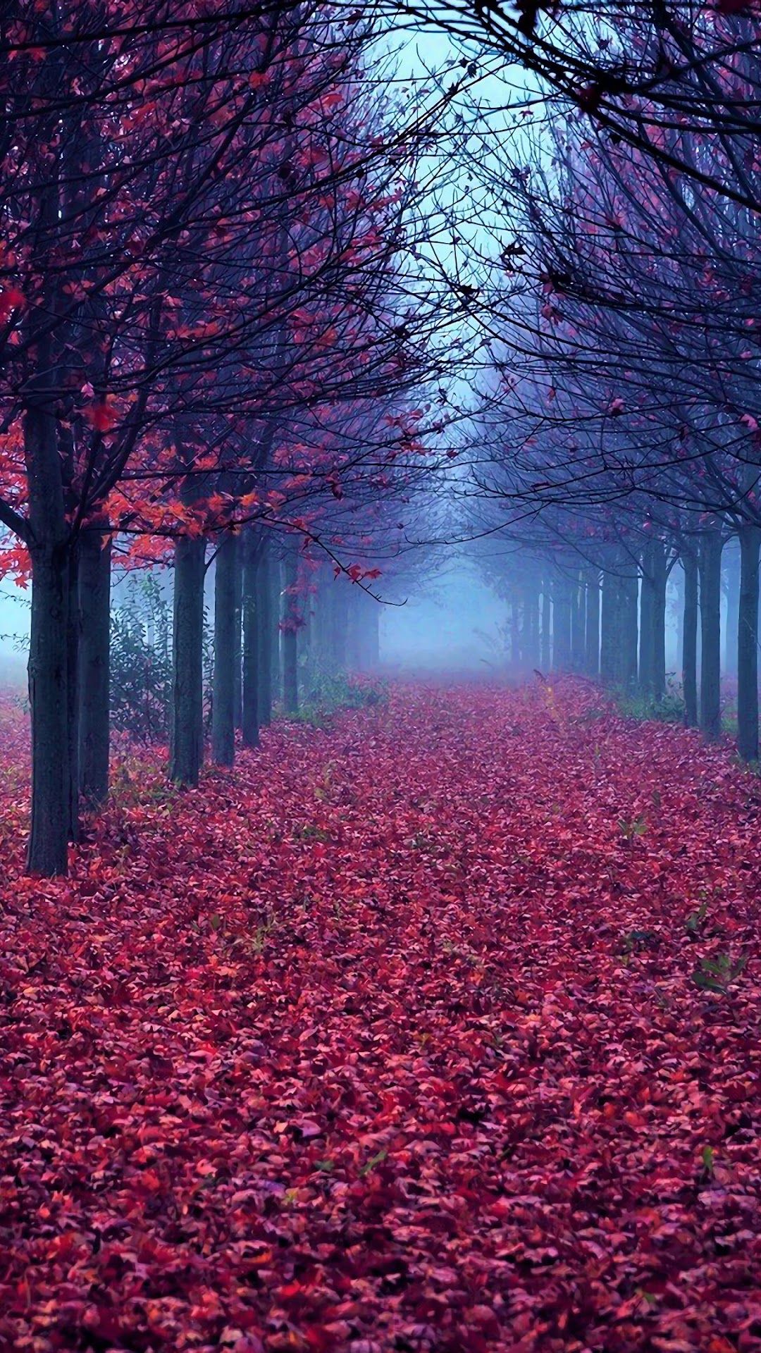 Best Fall iPhone Wallpaper