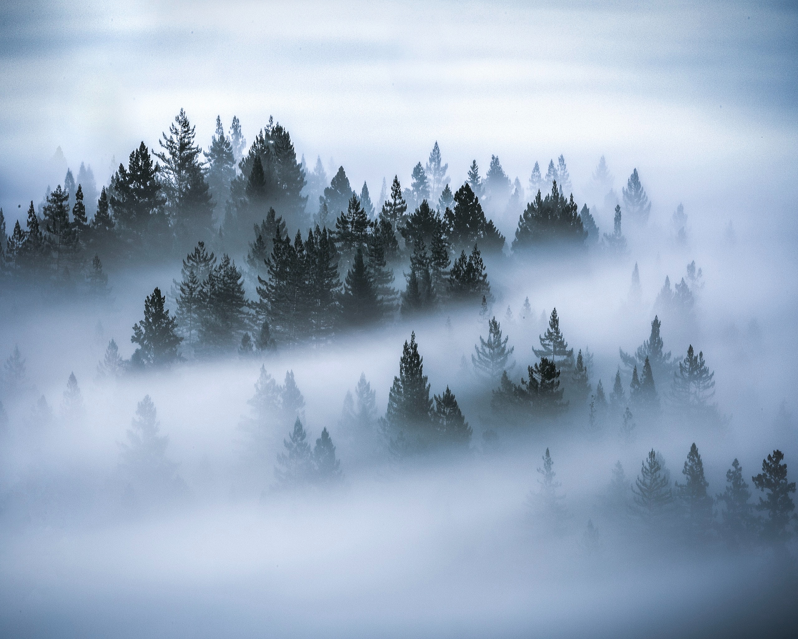 Foggy Forest Photo, Download The BEST Free Foggy Forest & HD Image