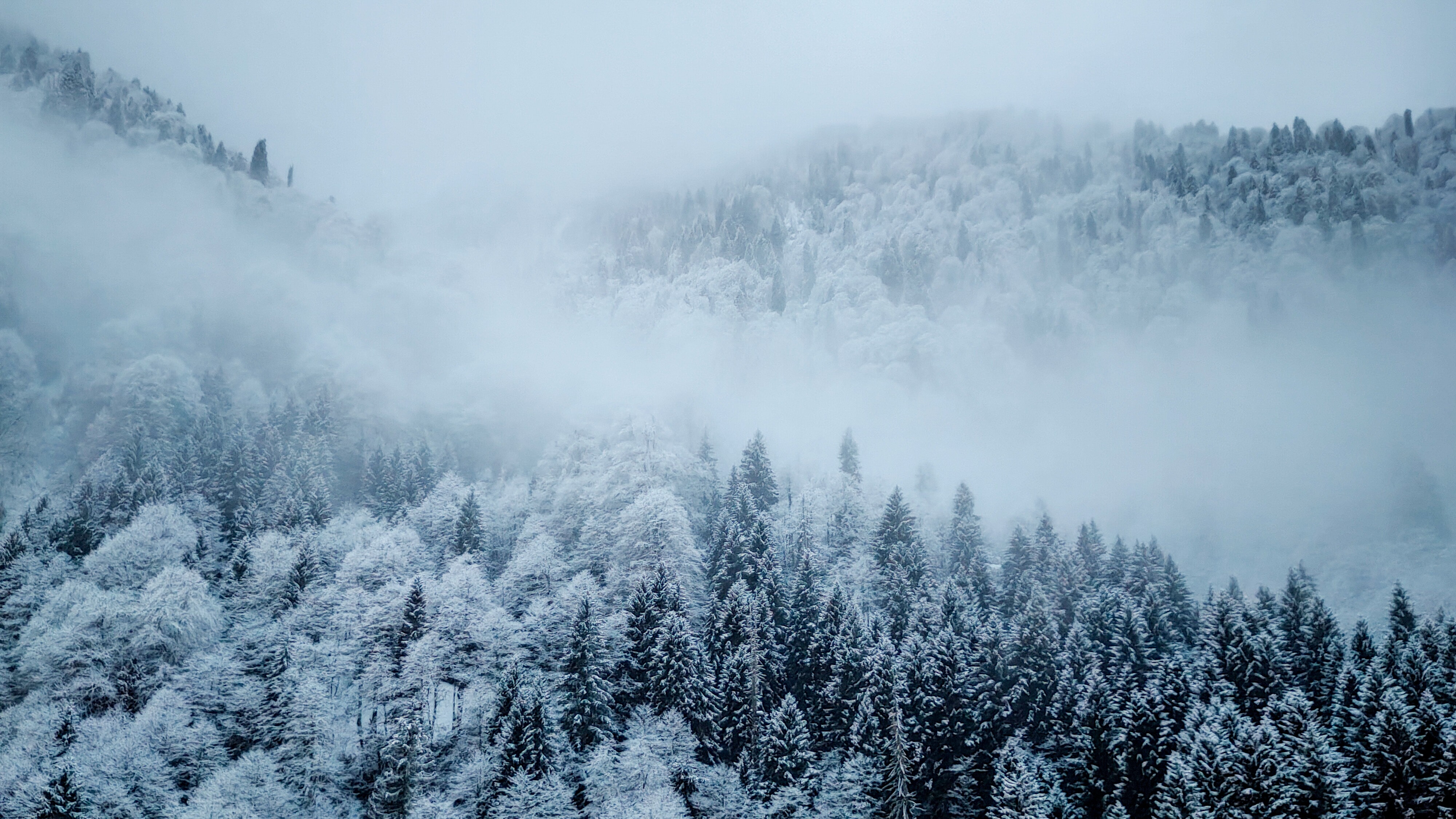 Foggy Winter Forest · Free