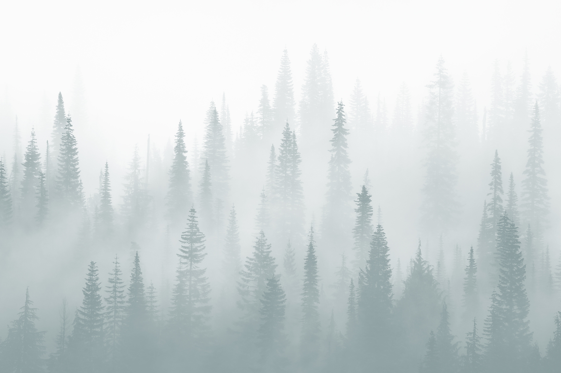 Misty Forest Moody Wallpaper