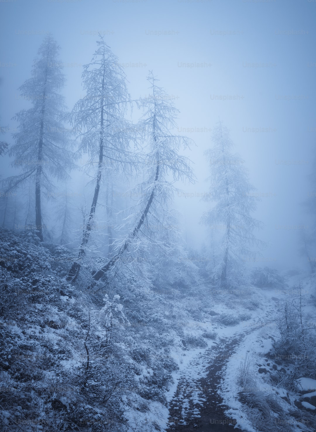 A path through a foggy forest in the mountains photo