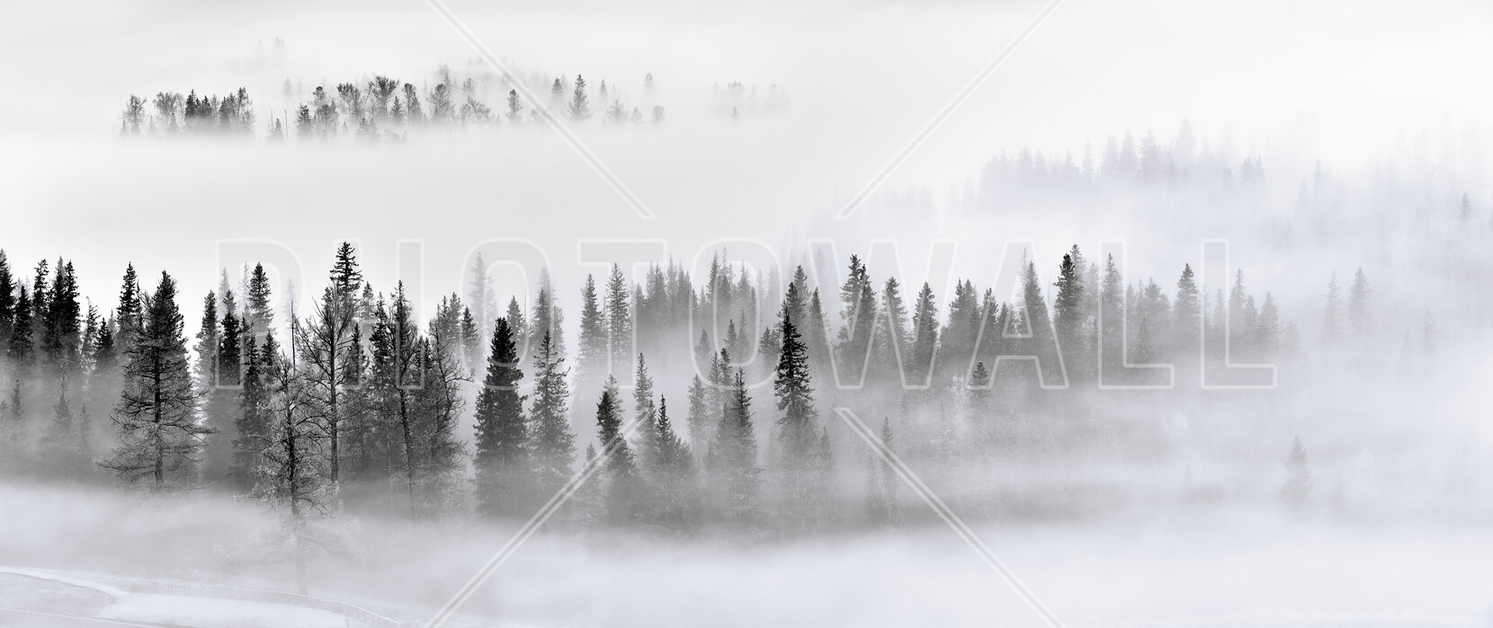 Foggy Forest