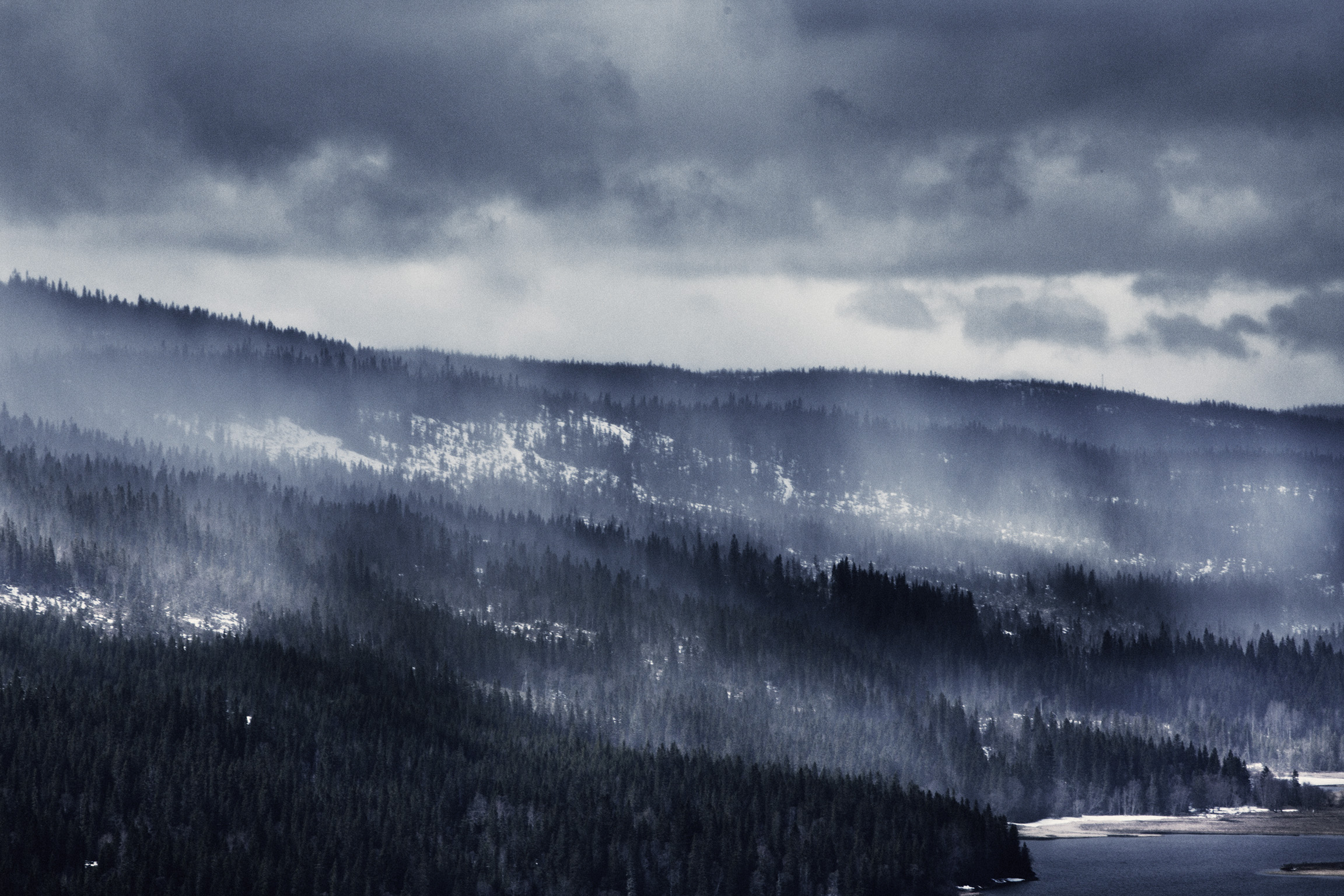 Winter Forest Fog' Wallpaper Mural