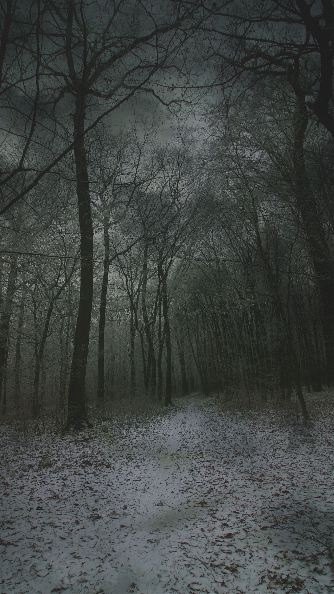 Download wallpaper 1350x2400 fog, forest, path, snow, autumn, winter iphone 8+/7+/6s+/for parallax HD background