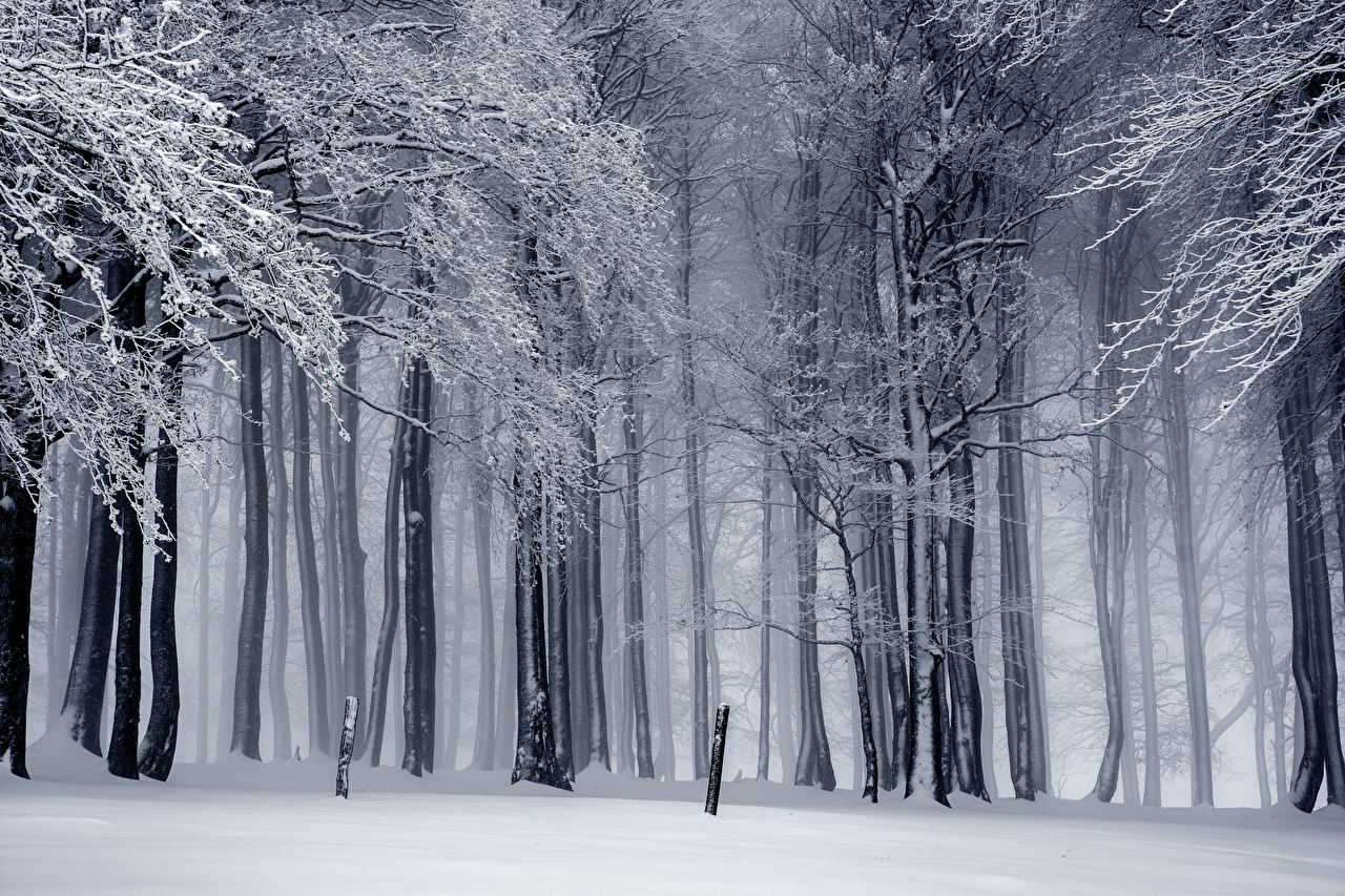 image Fog Winter Nature Snow forest Trees