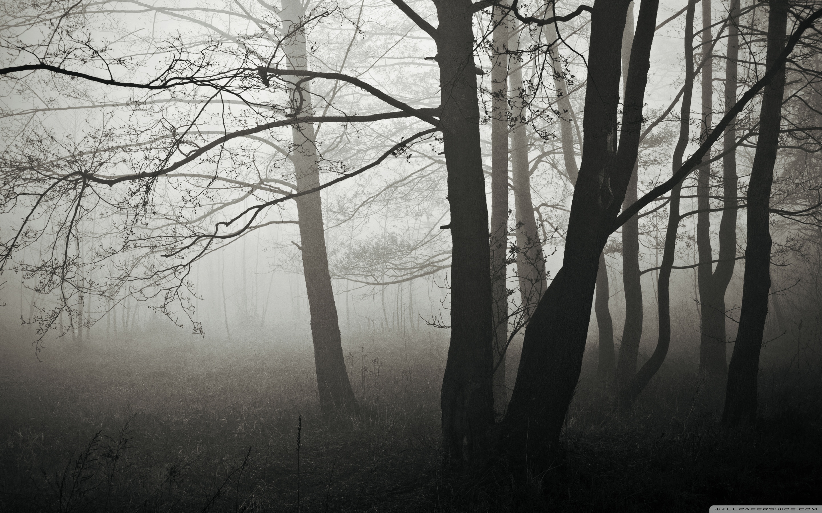 Forest Fog, Winter Ultra HD Desktop Background Wallpaper for 4K UHD TV, Tablet