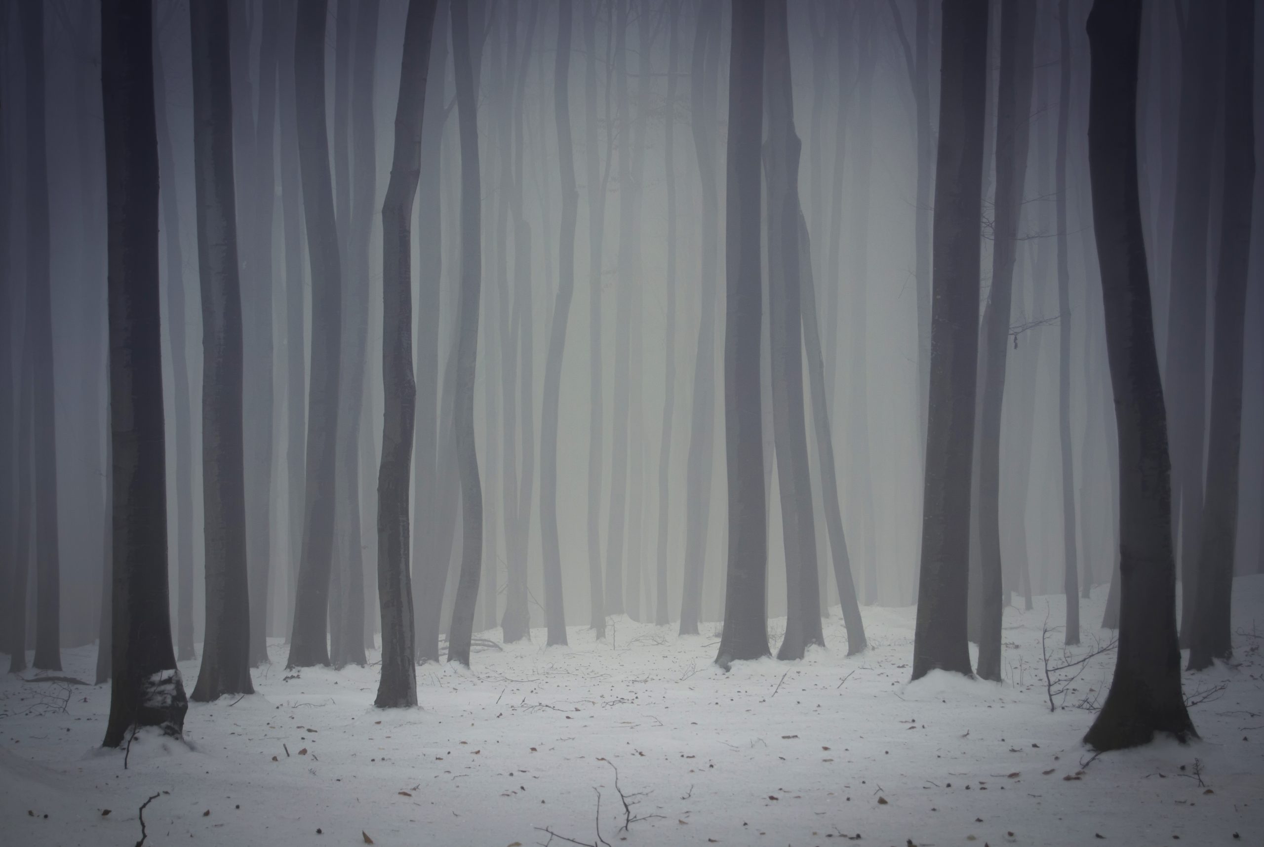 dark foggy forest in winter