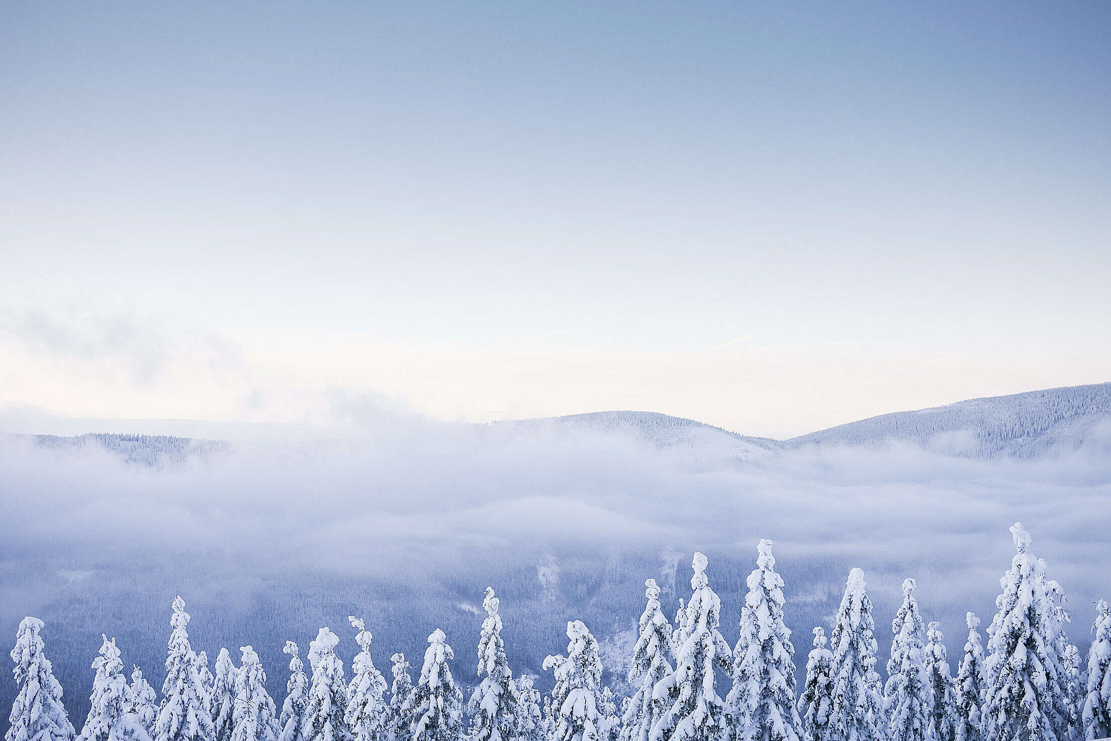 Fog over a Snowy Forest in the Mountains Free