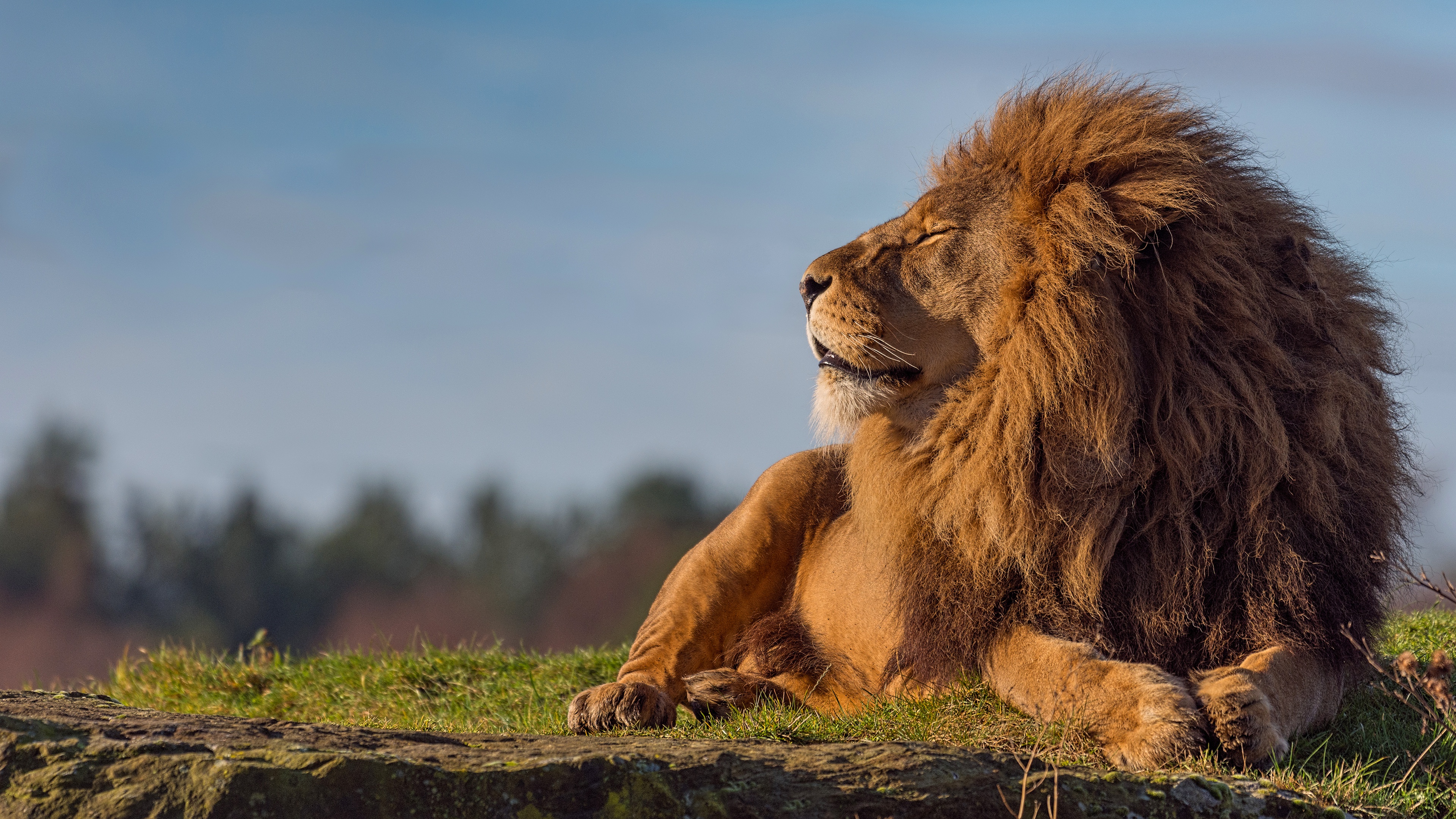 Animal Lion 4k Ultra HD Wallpaper