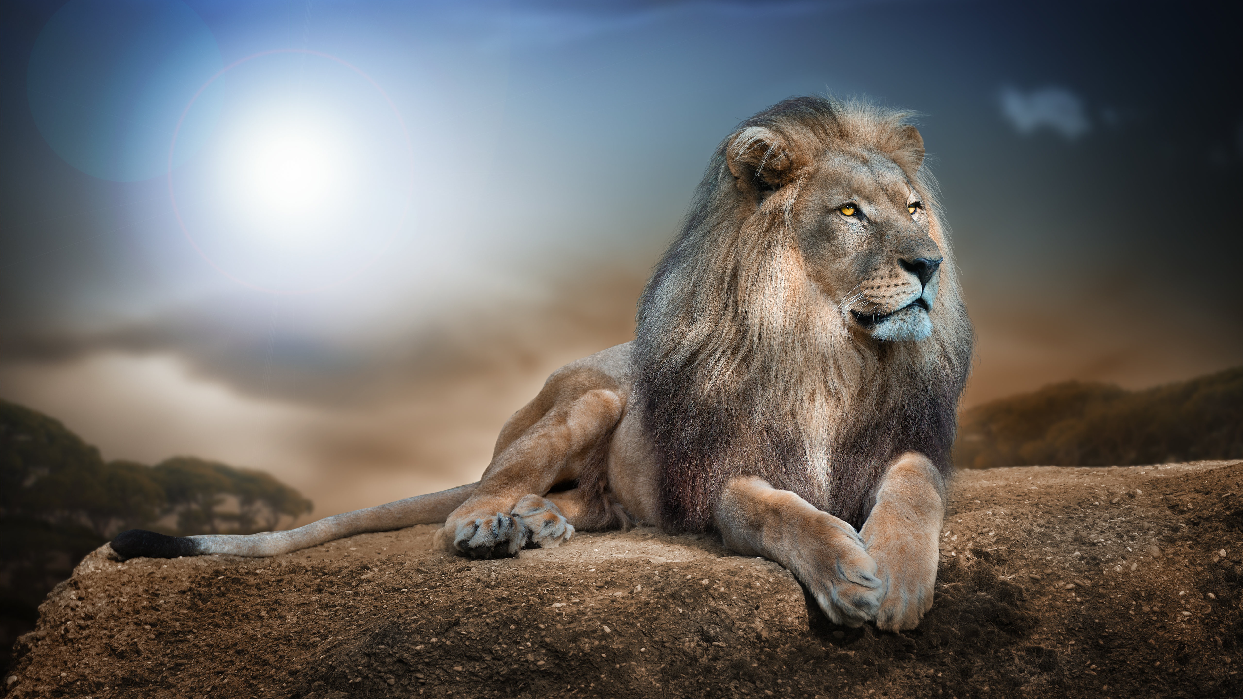 African Lion Wallpaper 4K, Big cat, Carnivore, Predator