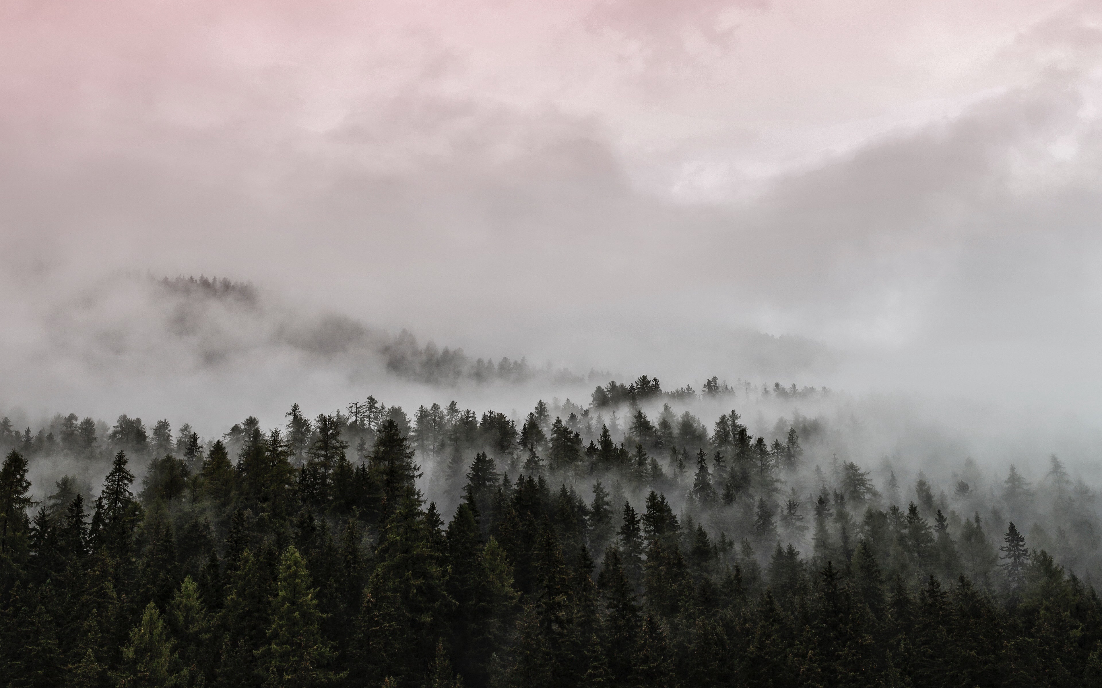 Nature Fog 4k Ultra HD Wallpaper
