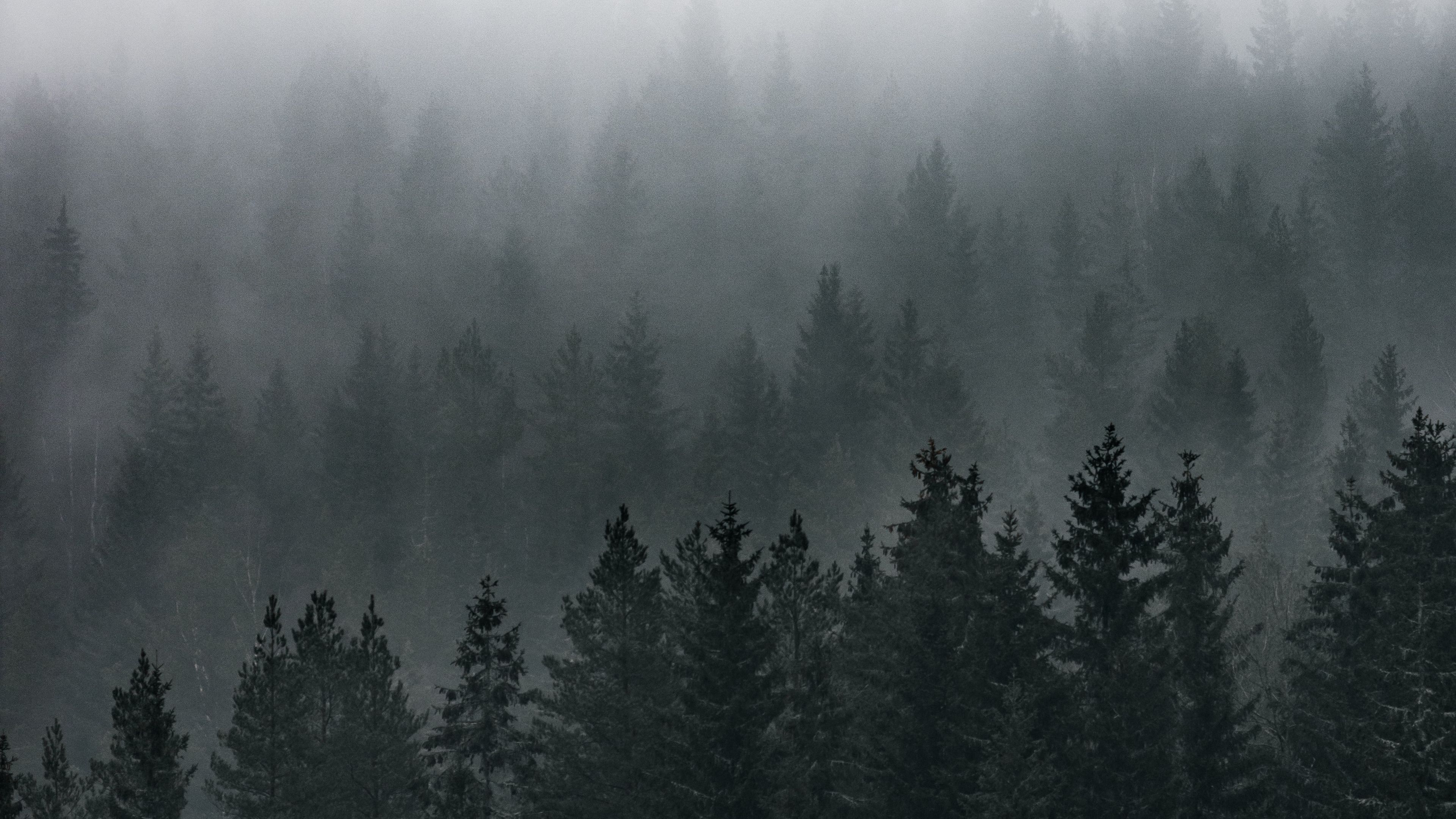 Download wallpaper 3840x2160 forest, fog, aerial view, pines, trees, coniferous 4k uhd 16:9 HD background