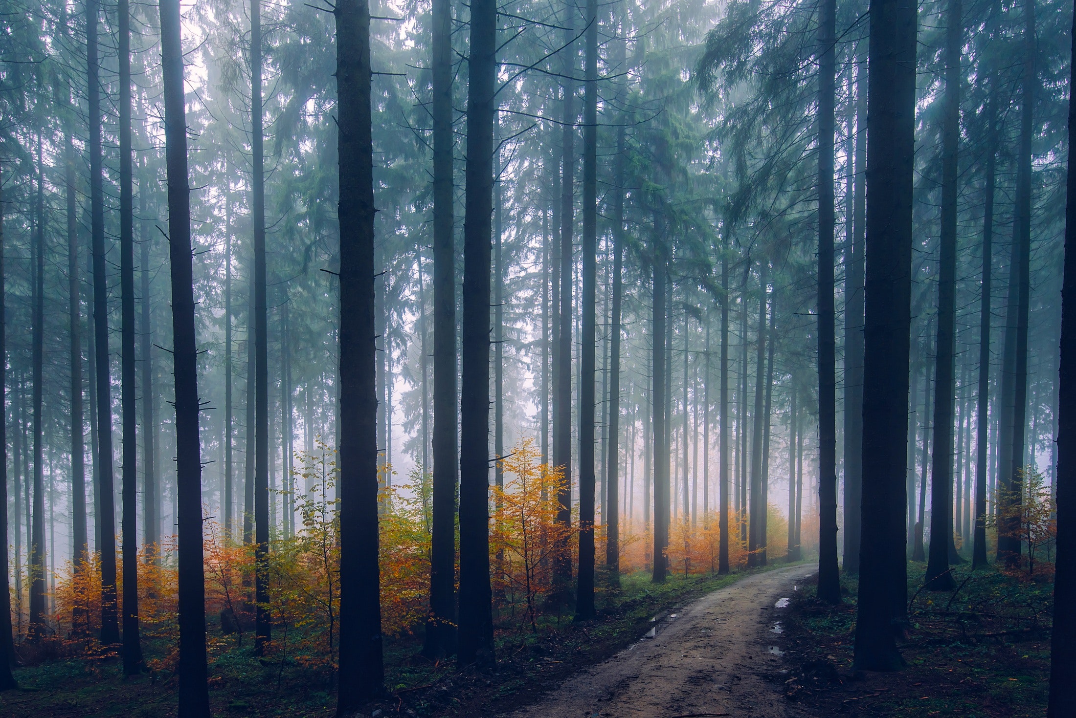 Foggy Forest Photo, Download The BEST Free Foggy Forest & HD Image
