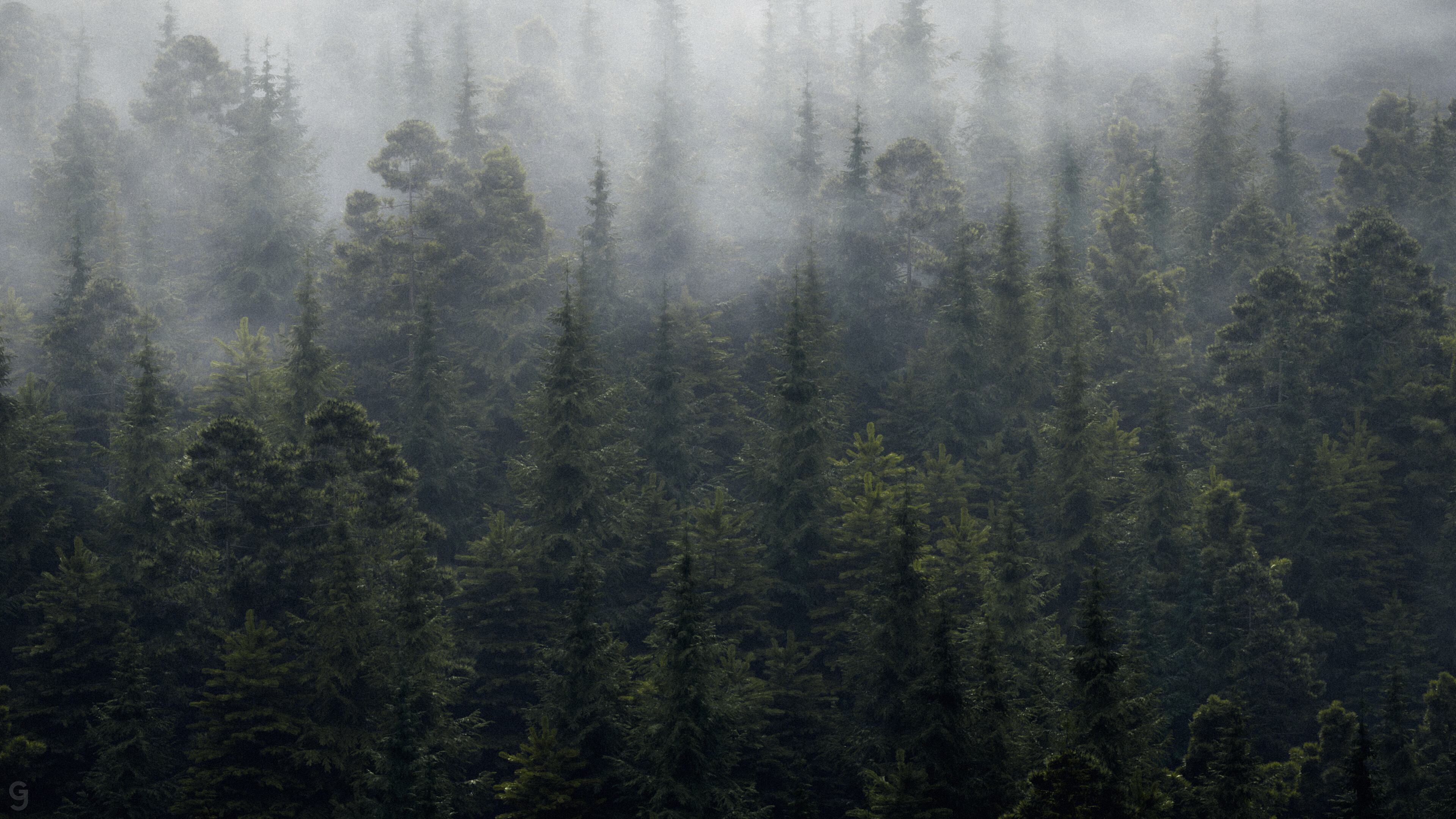 Foggy Forest Projects Artists Community