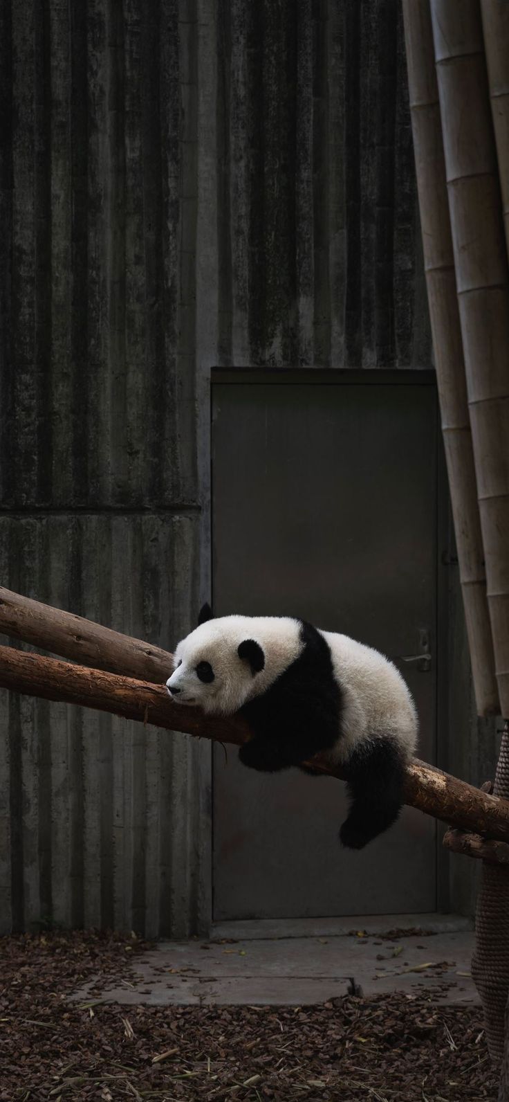 Free download the Chengdu China wallpaper , beaty your iphone. #mammal #animal #bear #wildlife #China. Panda bears wallpaper, Panda background, Panda wallpaper