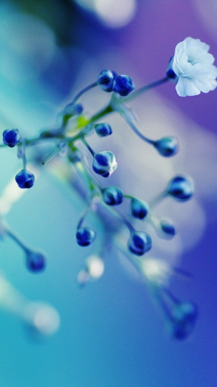 Cyan Flowers Close Up Free Download Wallpaper For Phones