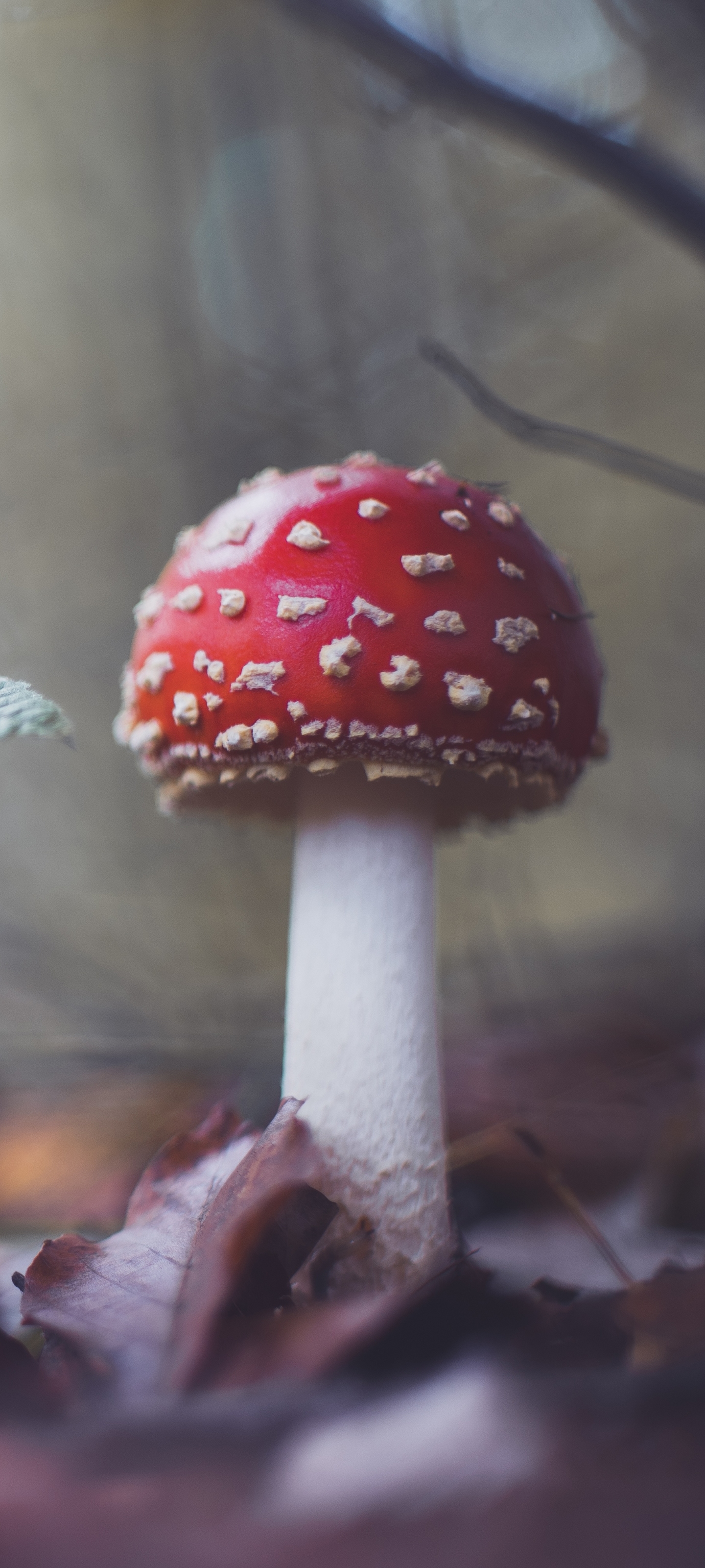 Mushroom Phone Wallpaper