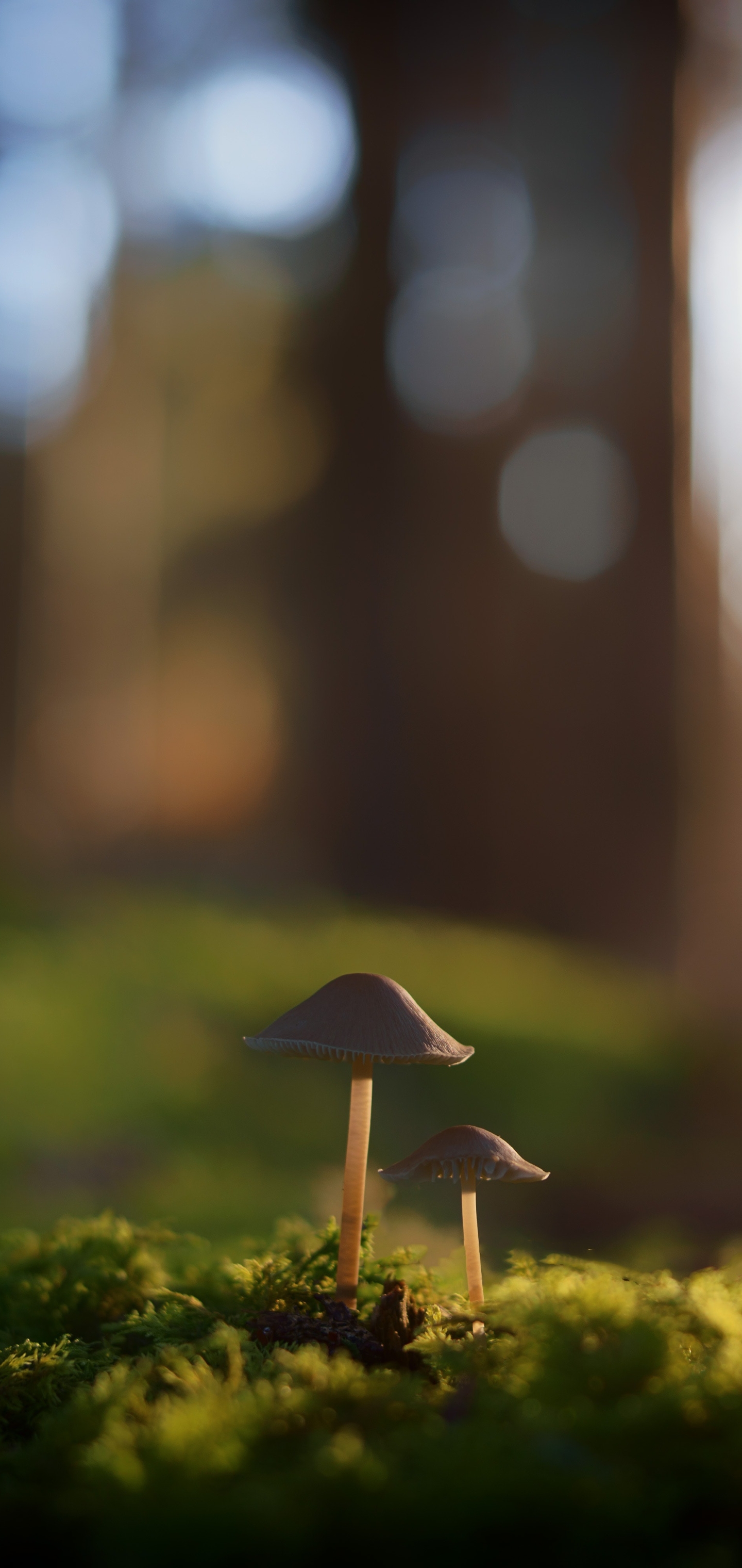 Mushroom Phone Wallpaper