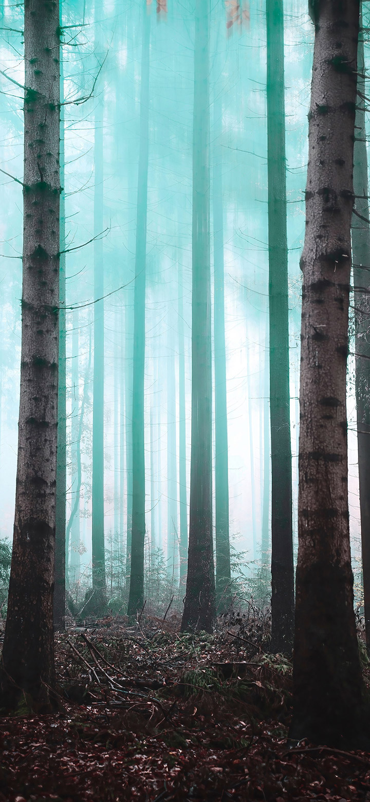 Foggy Forest 4K Phone Wallpaper