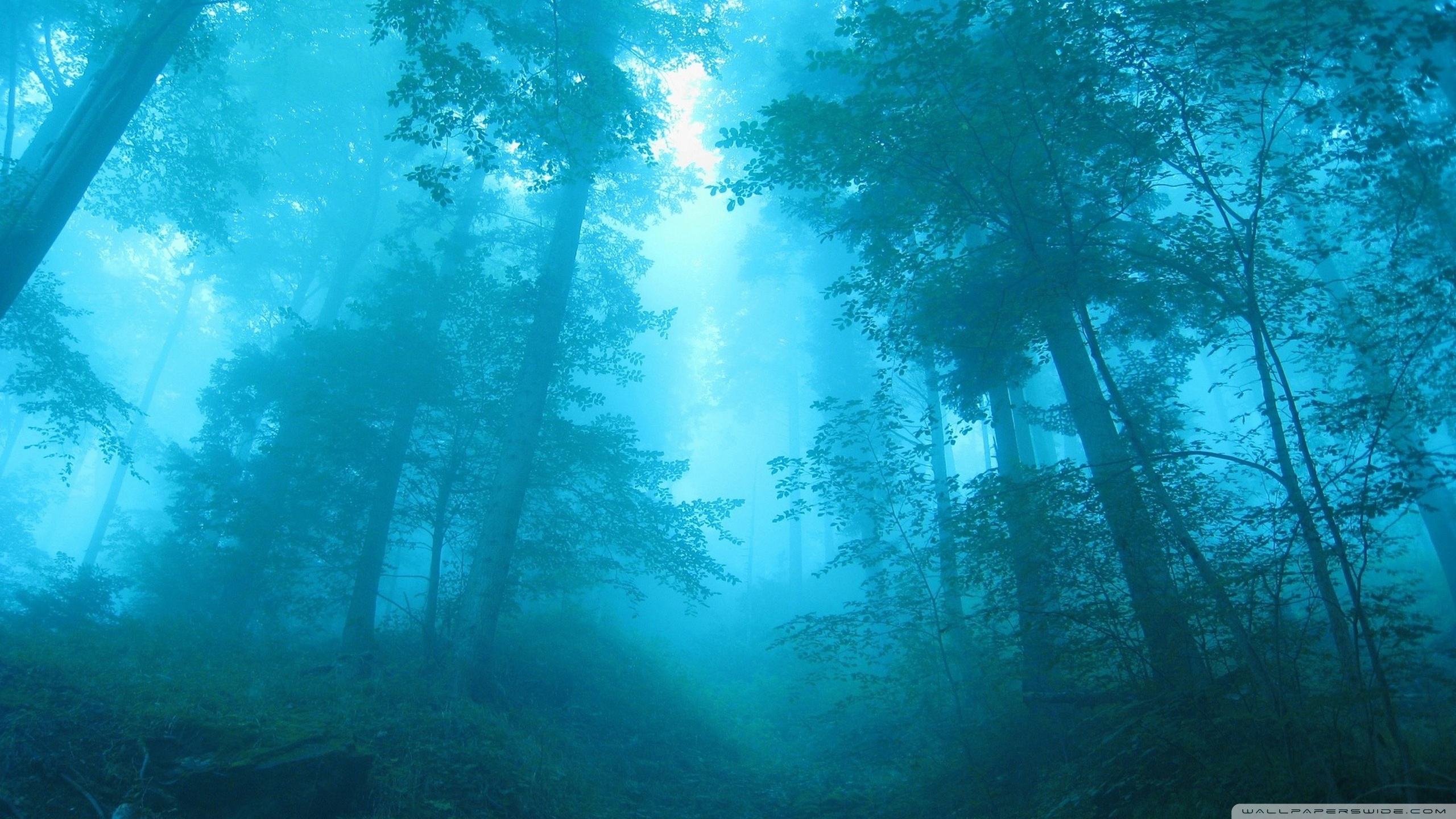 Foggy Forest Ultra HD Desktop Background Wallpaper for 4K UHD TV, Widescreen & UltraWide Desktop & Laptop