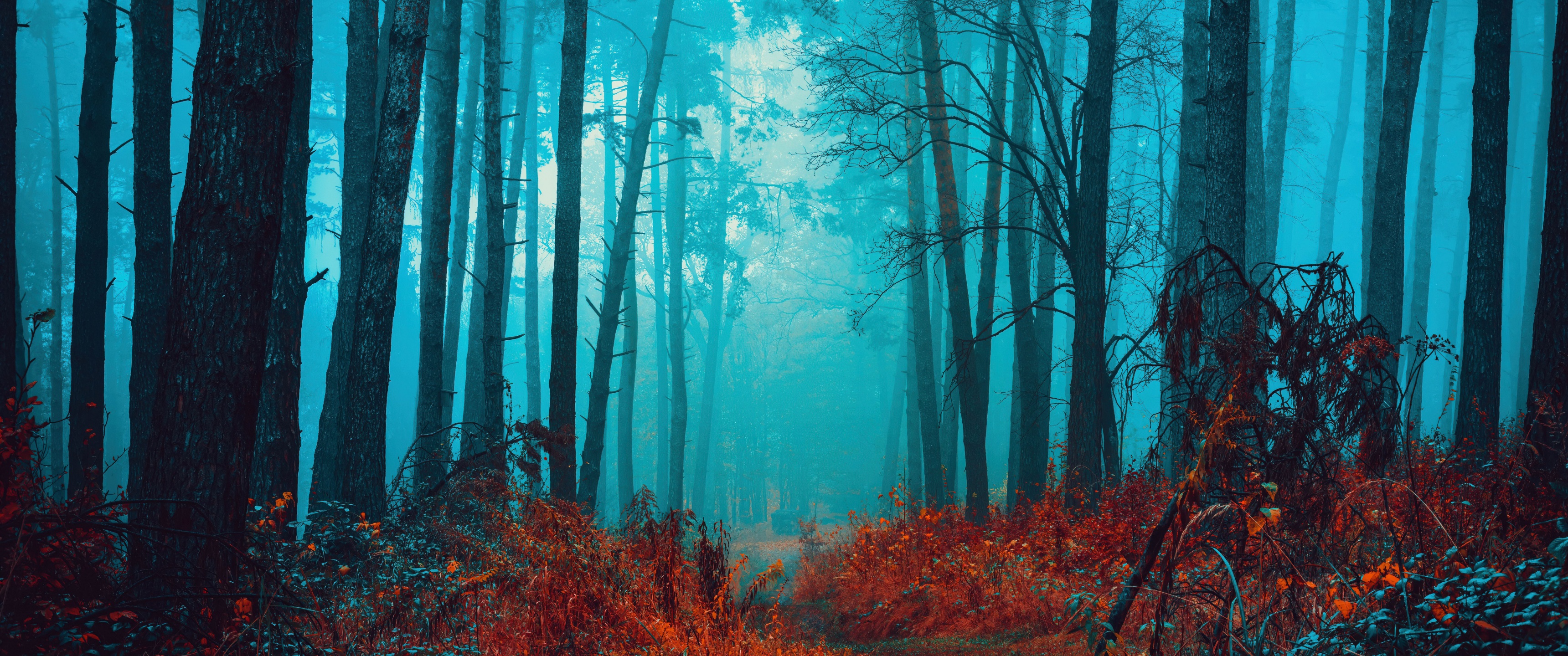 Mystical Wallpaper 4K, Foggy forest, Path, Red leaves