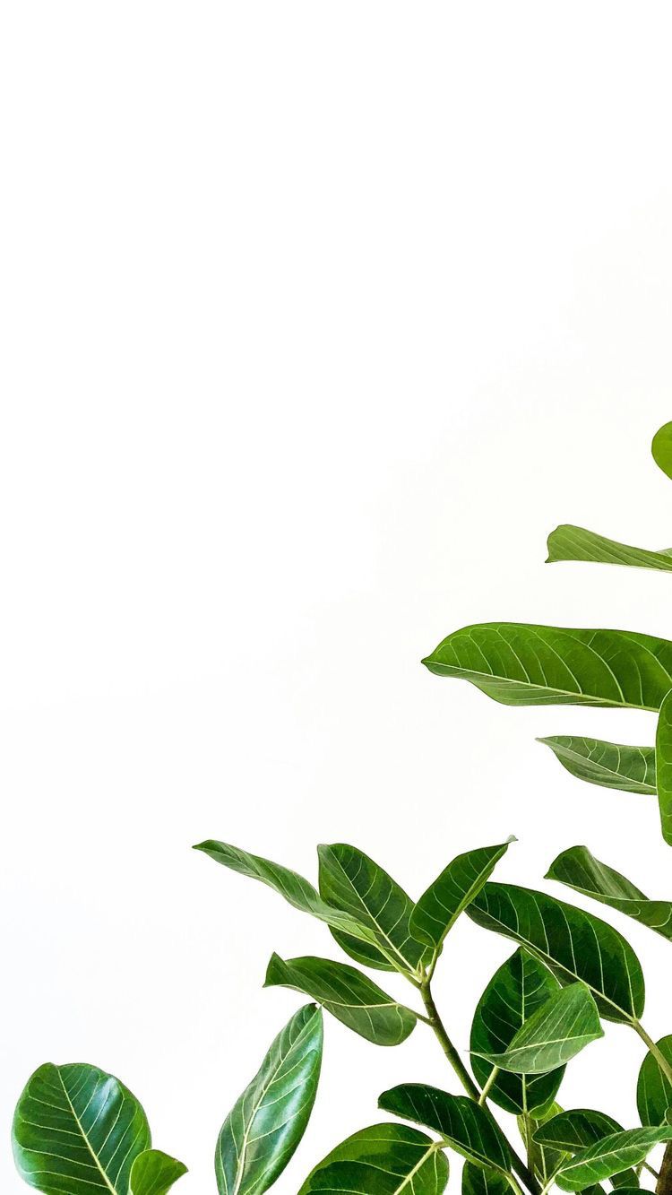 iPhone wallpaper, phone wallpaper, iPhone background, cute wallpaper. Floral iphone background, Plant wallpaper, White wallpaper for iphone